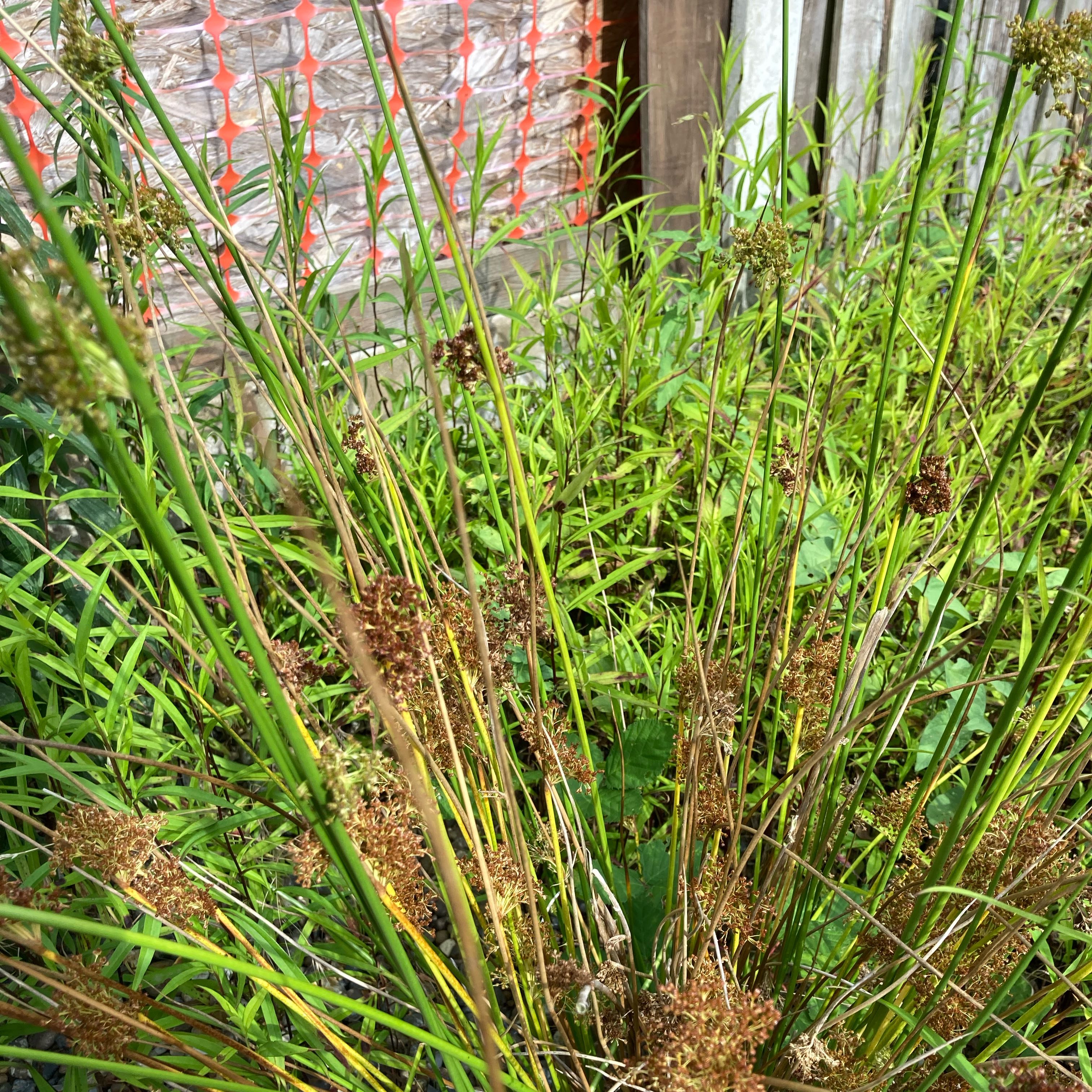 Photo of the plant species Dragon Blood Tree by @SelflessBlue named Teomat on Greg, the plant care app