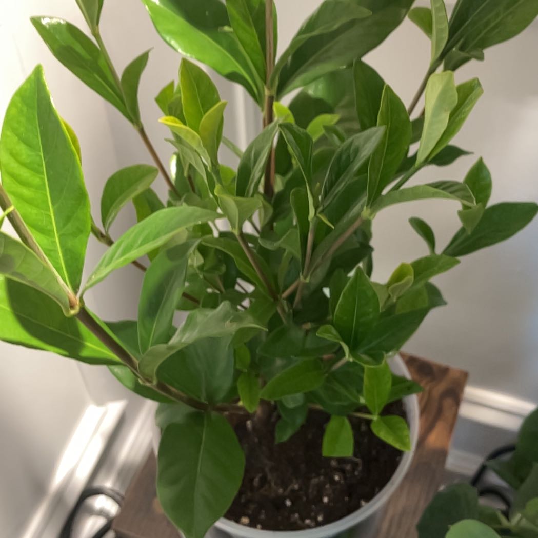 Photo of the plant species Gardenia augusta 'Florida' by @RegalColtsfoot named Augusta Beauty Gardenia on Greg, the plant care app