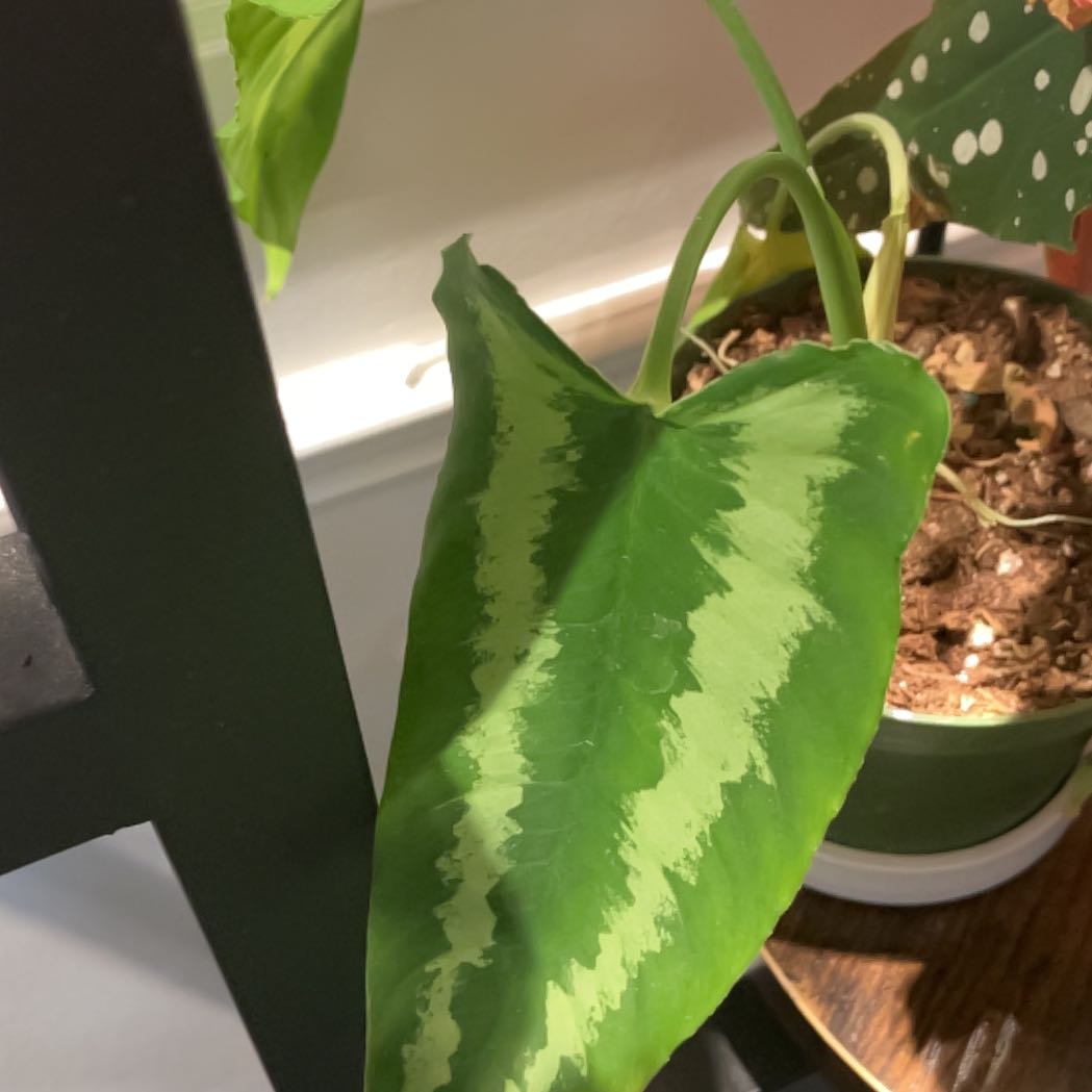 Schismatoglottis wallichii plant with a prominent green leaf and lighter green stripe in a pot.