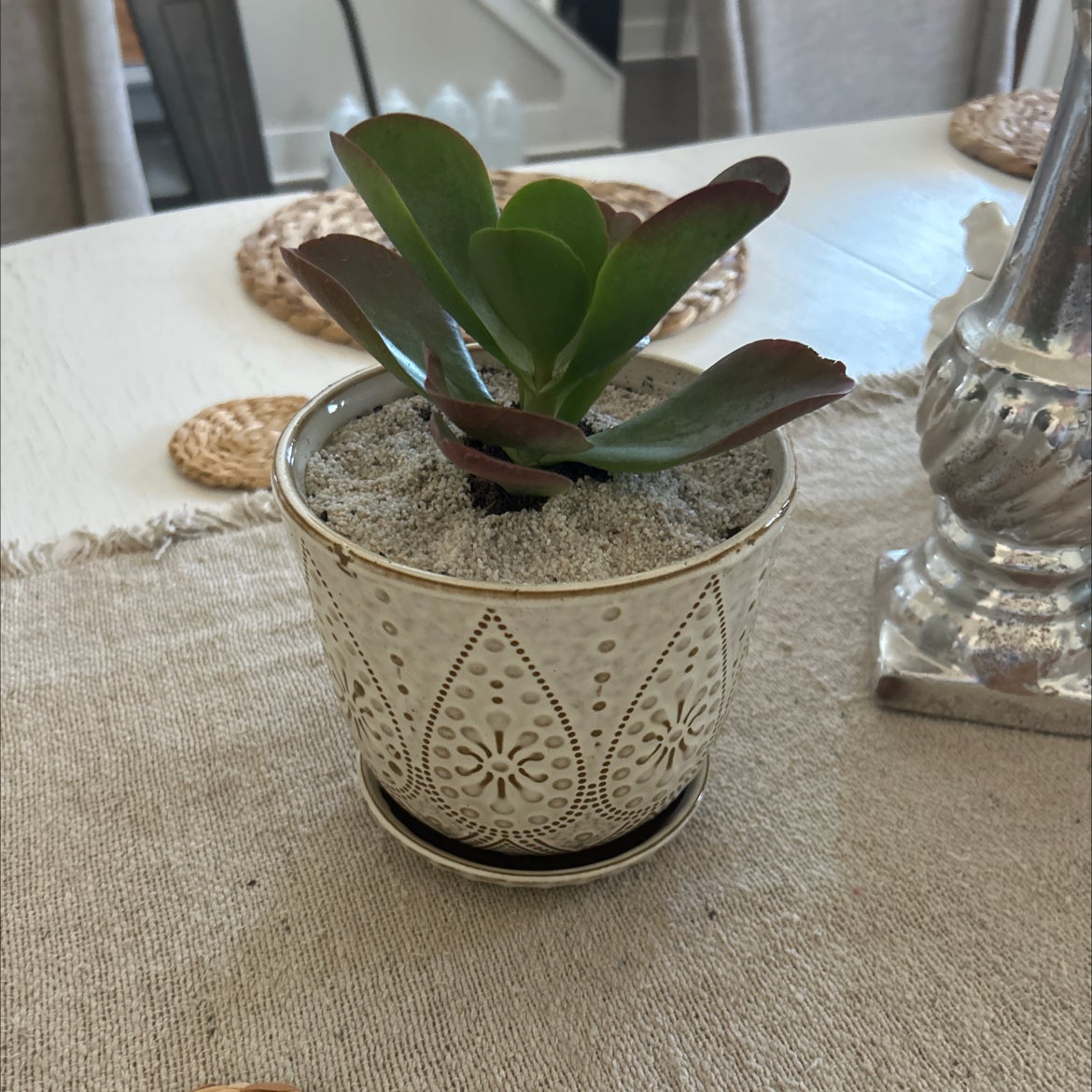 Why Are My Dragonfire Kalanchoe Leaves Droopy?