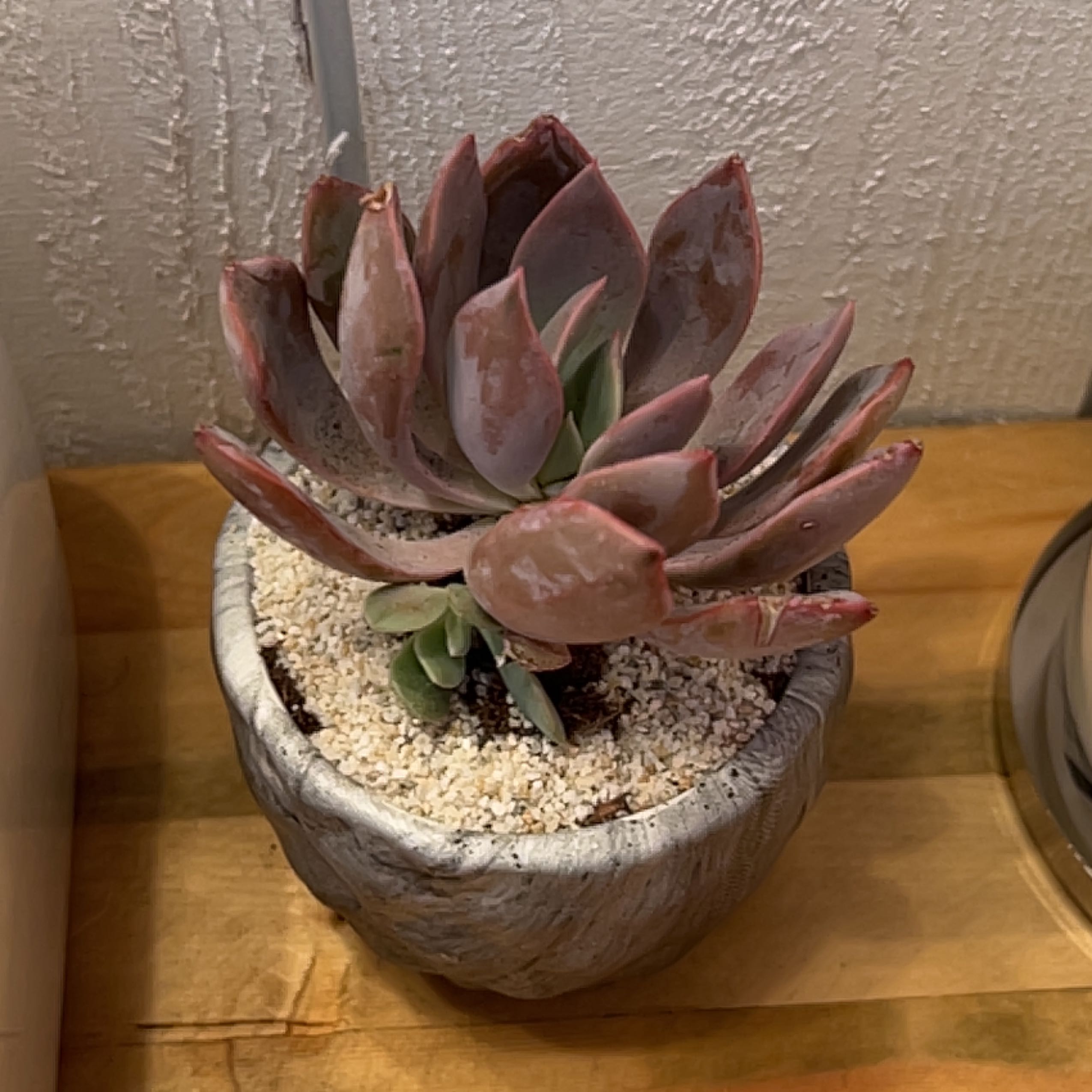Graptoveria 'Debbie' succulent in a pot with visible soil, well-framed and in focus.