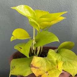 Neon Pothos plant