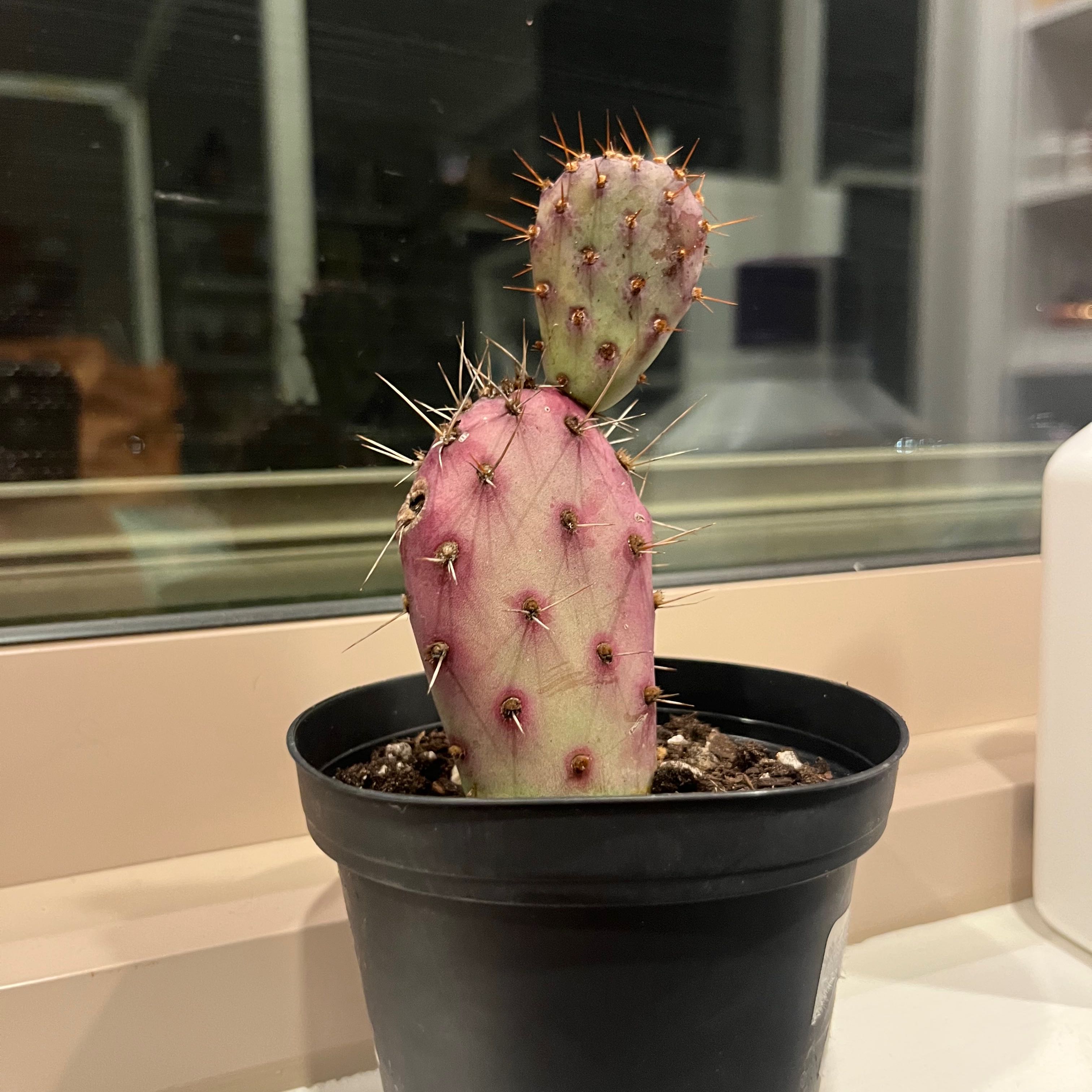 Potted Violet Prickly Pear cactus indoors near a window.