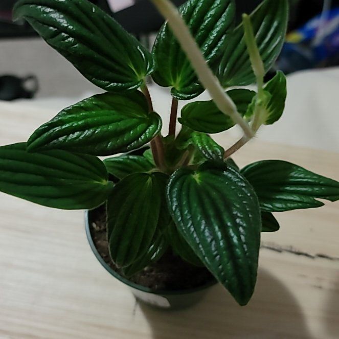 Photo of the plant species Peperomia 'Fuzzy Mystery' by @SisterlyZelkova named Mr fuzz on Greg, the plant care app
