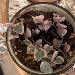 String of Hearts plant