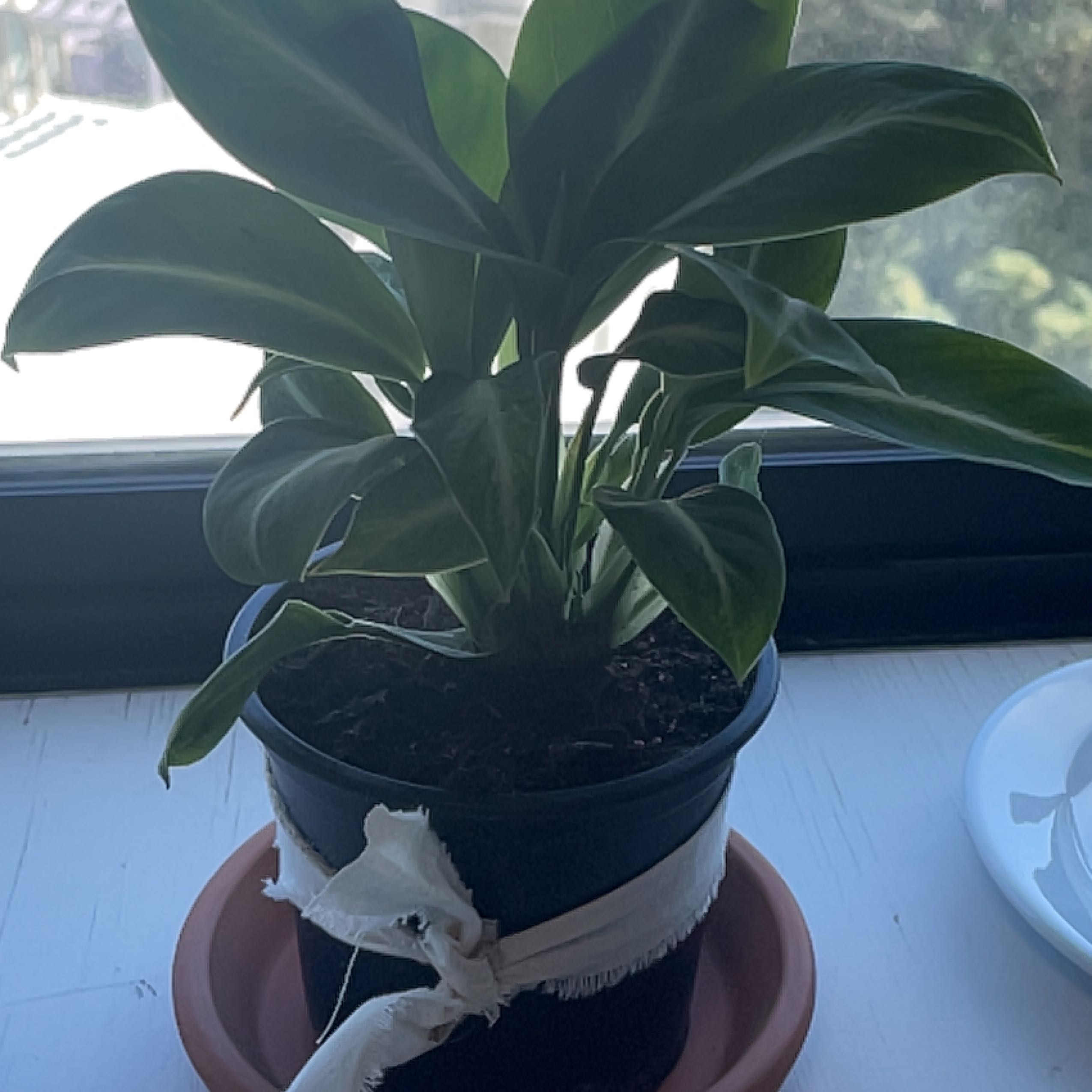 Photo of the plant species Silver Streak Peace Lily by @VastRockweed named Orwell on Greg, the plant care app