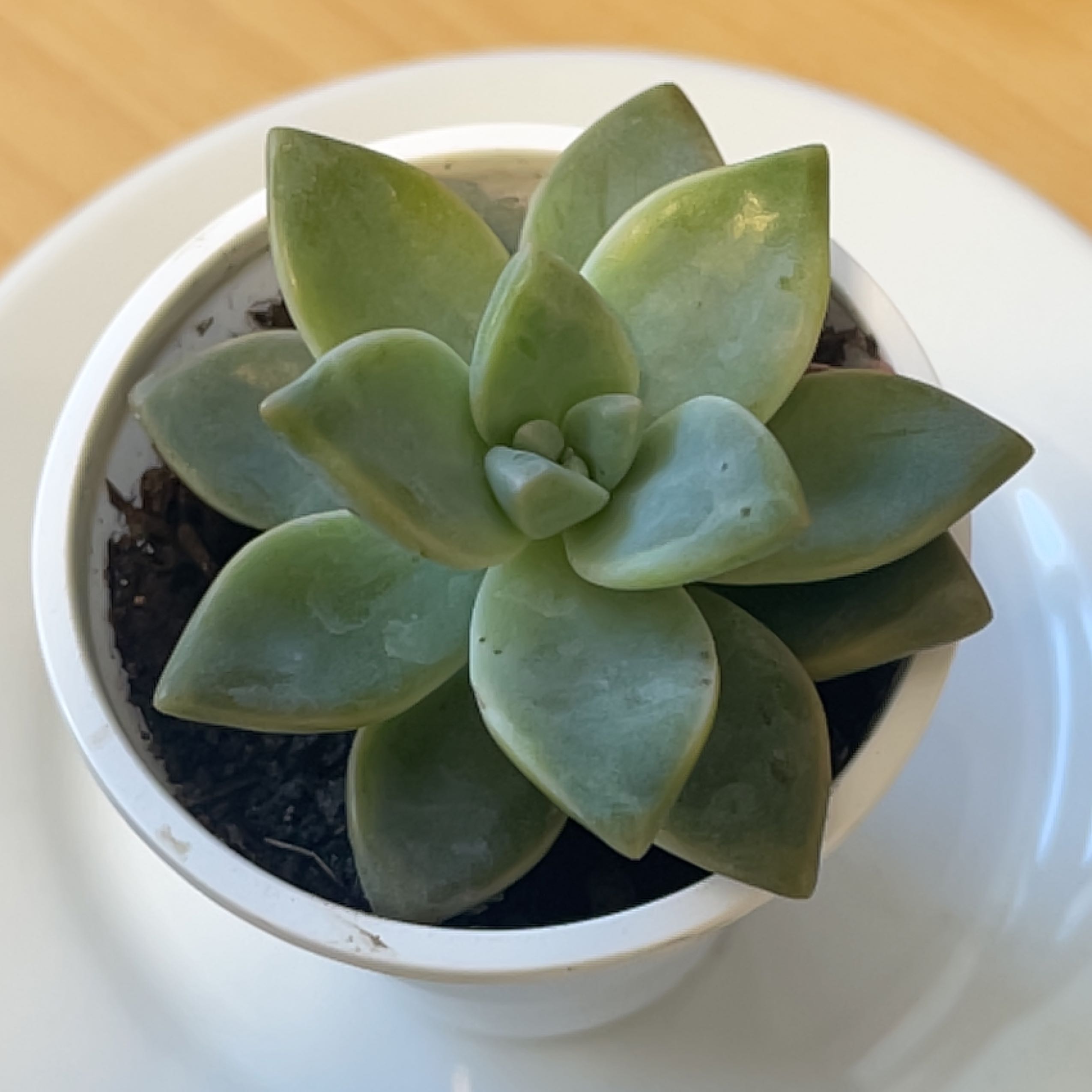 Photo of the plant species Graptoveria 'Harry Watson' by @VastRockweed named Naomi on Greg, the plant care app