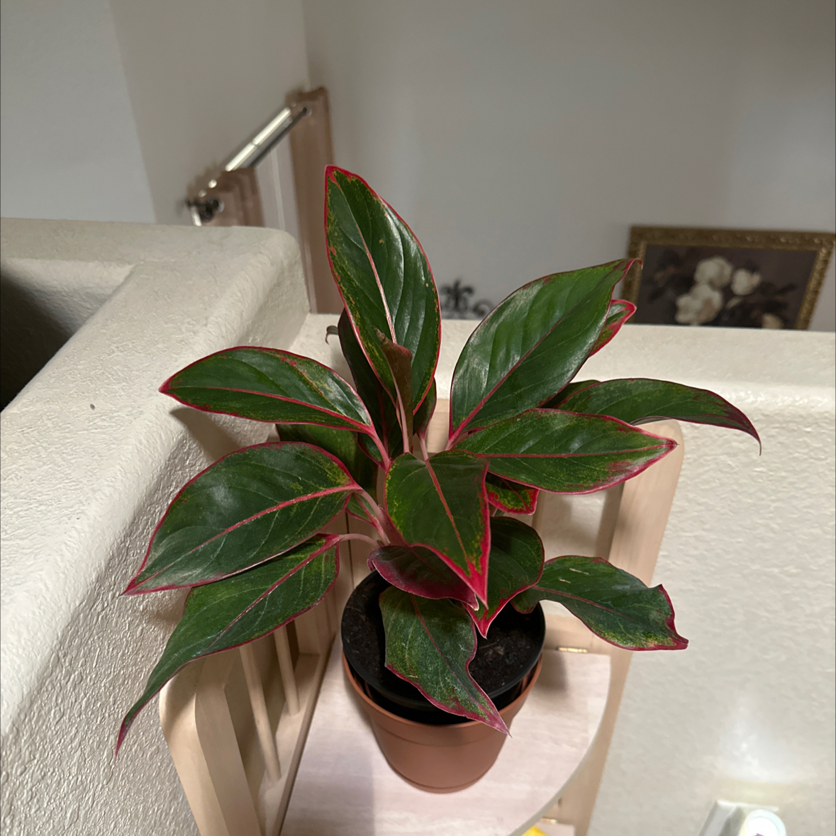 Potted Aglaonema 'Red Valentine' plant with green leaves edged in red.