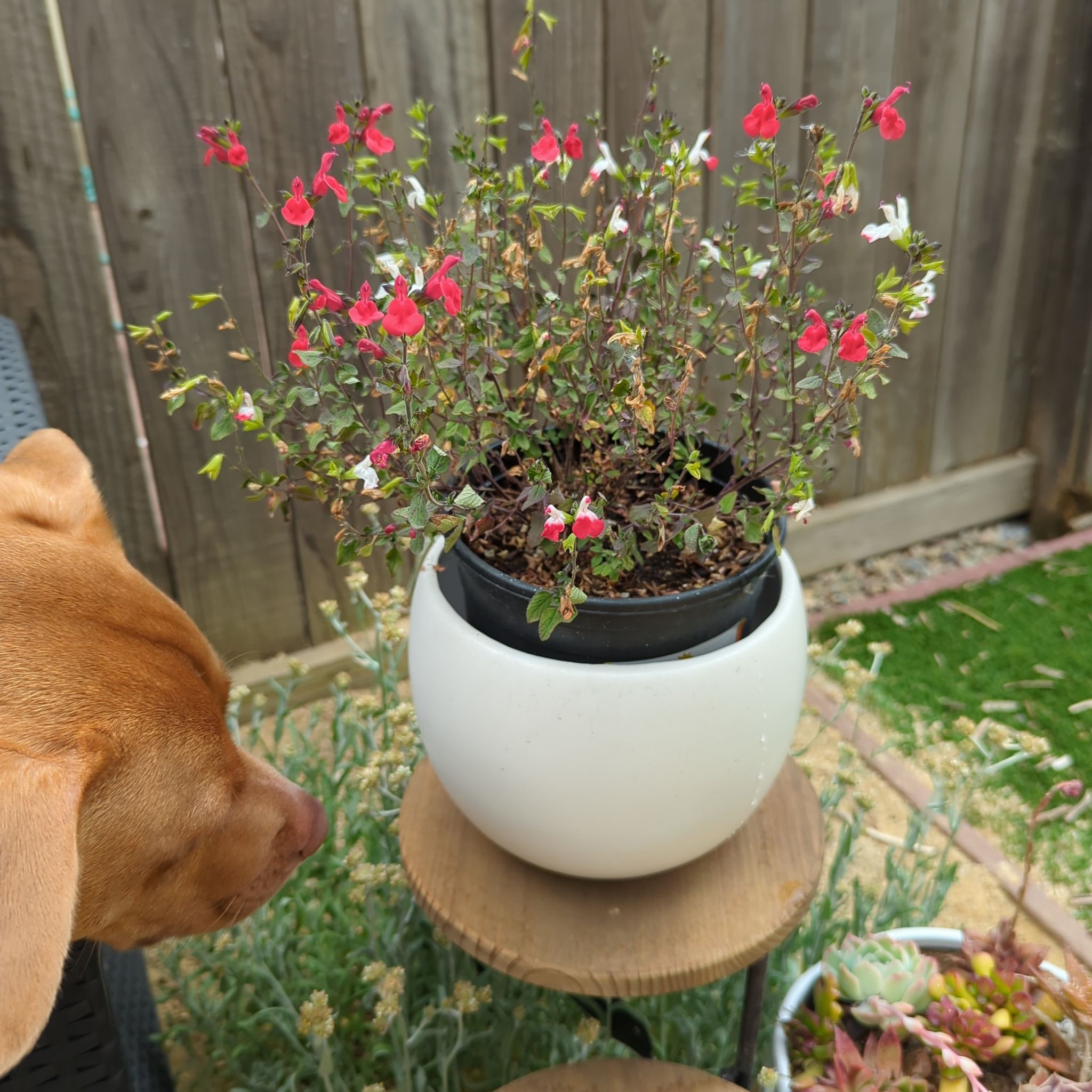 Potted Baby Sage plant with red and white flowers, and a dog visible in the image.