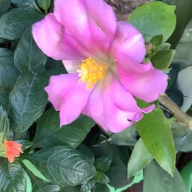 Photo of the plant species Pereskia grandifolia by @LushLovevine named Sproutacus on Greg, the plant care app