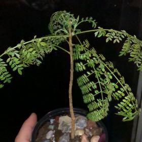 Photo of the plant species Jacaranda by @EngagingPurei named Sigmund on Greg, the plant care app