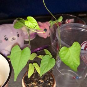 Photo of the plant species White Morning-Glory by @EngagingPurei named Captain Plant-it on Greg, the plant care app