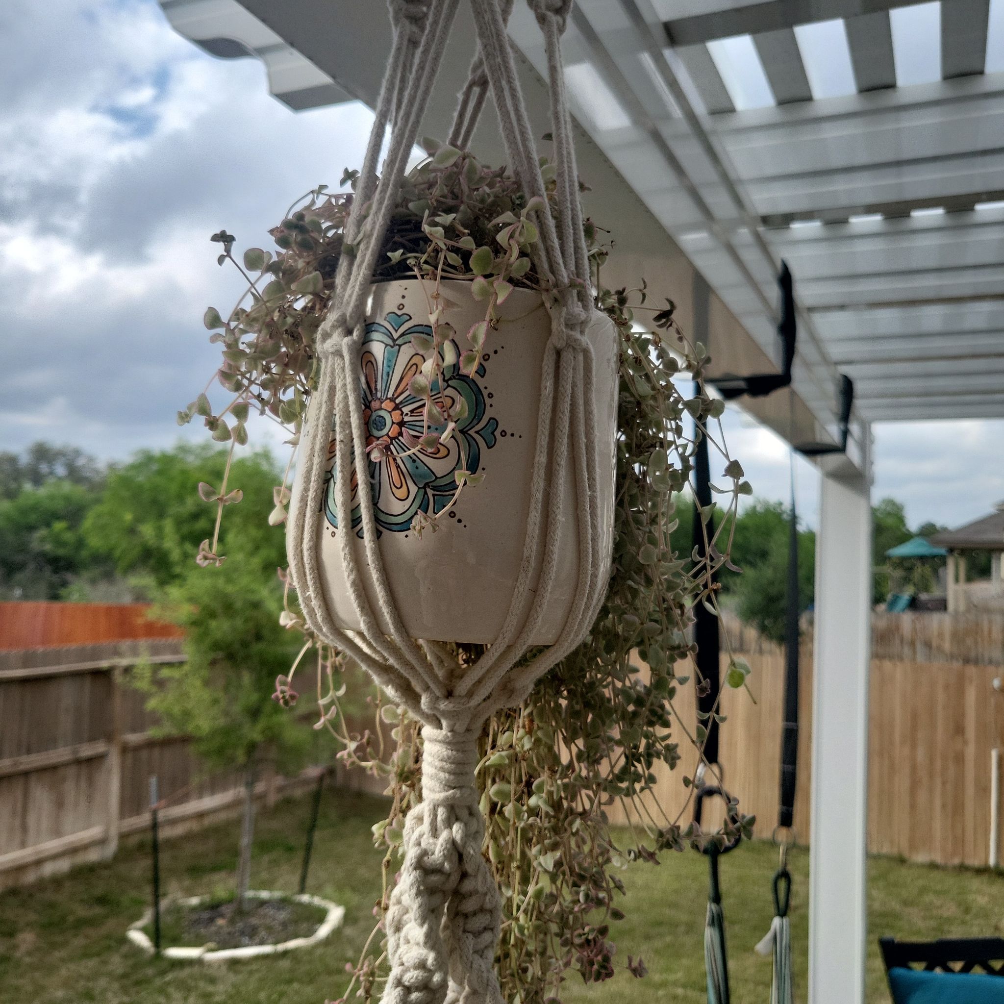 Sedum 'Little Missy' plant in a decorative hanging pot under a pergola.