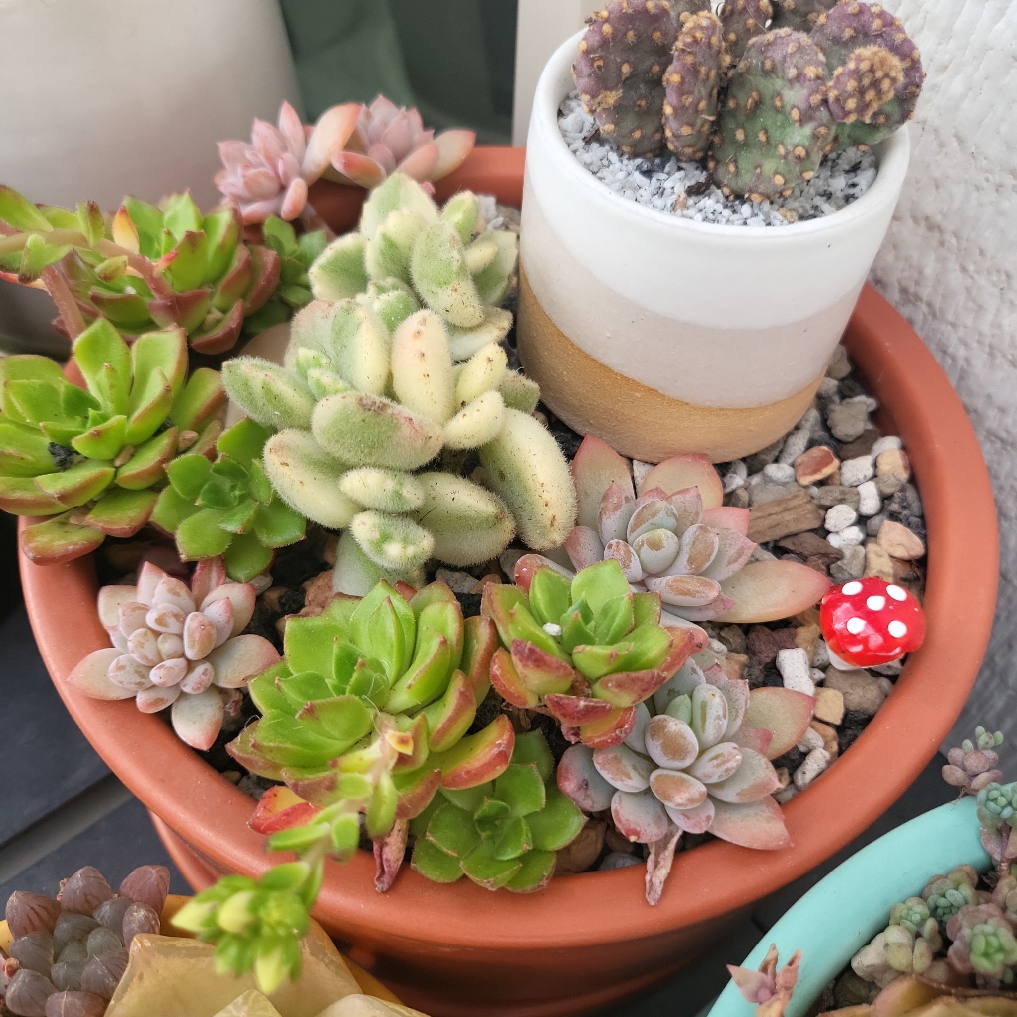 A variety of healthy succulent plants in a pot, including Sedeveria 'Letizia'.