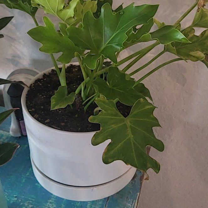 Photo of the plant species Little Holpe Philodendron by @Crissyrobo named Hope on Greg, the plant care app