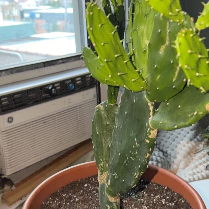 Photo of the plant species Cochineal Cactus by @LuckyVoodoolily named Mando on Greg, the plant care app