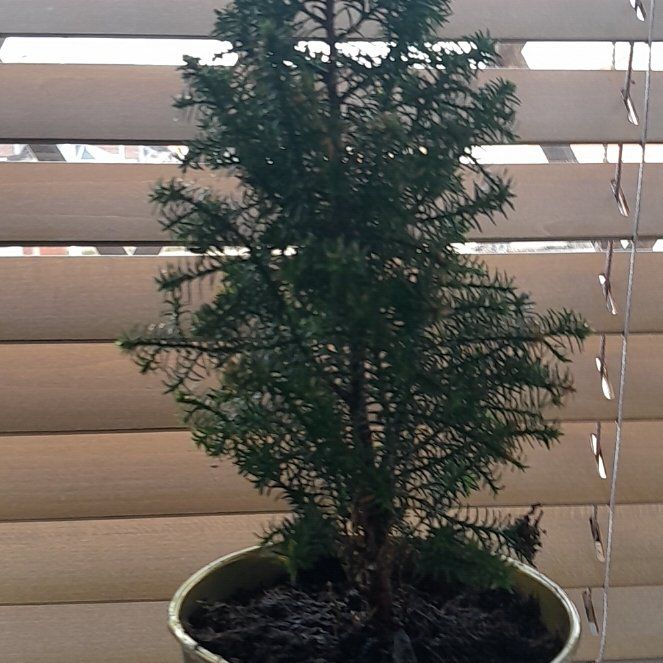 Plant care for Golden Buddhist Pine on Greg, the plant care app