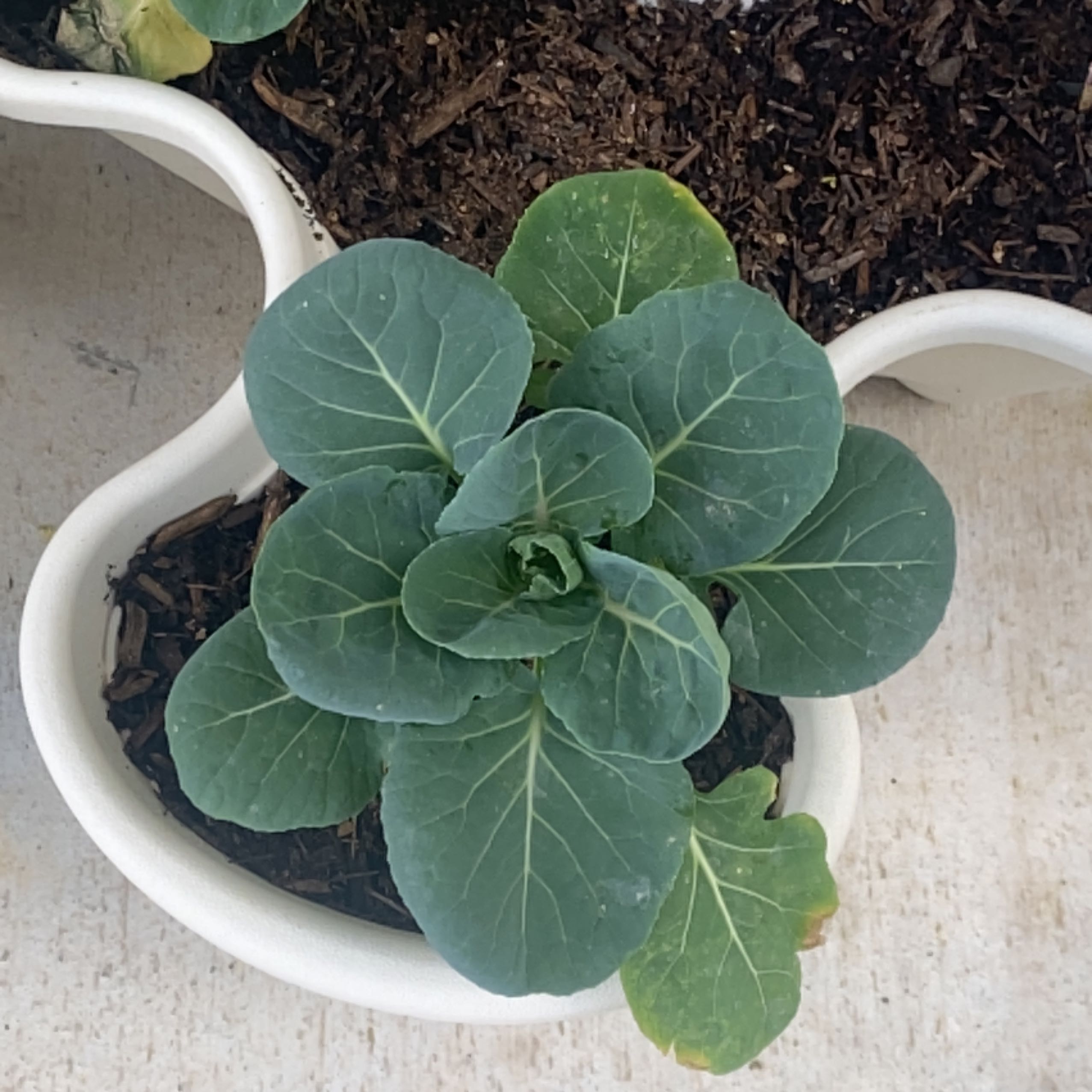 When and Where Should I Trim My Brussels Sprouts?