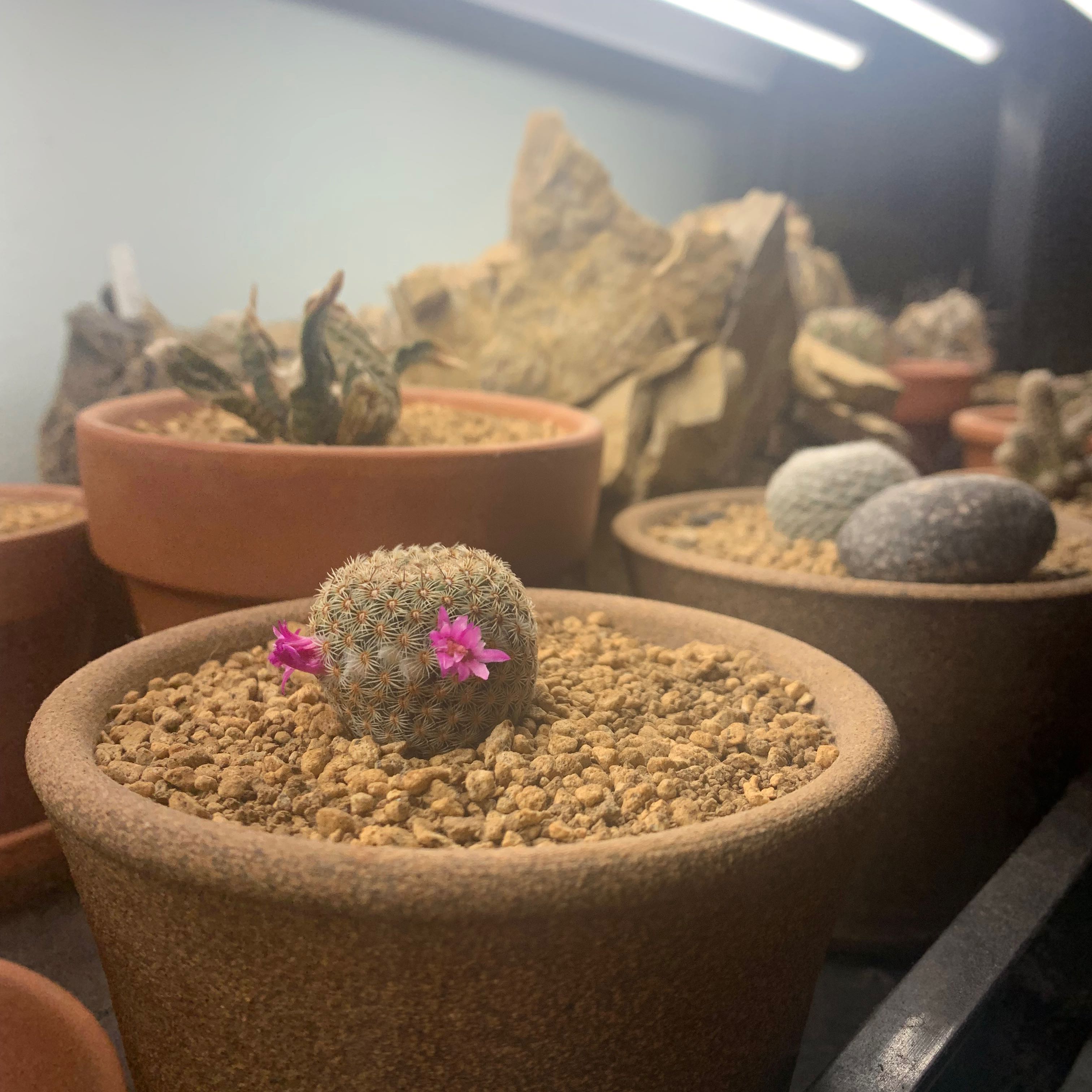 Photo of the plant species Mammillaria huitzilopochtli by @Kyledriver named Mando on Greg, the plant care app