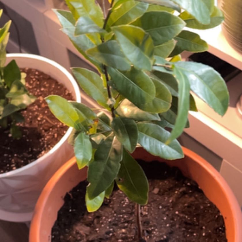 Photo of the plant species Mickey Mouse Plant by @CentralGuasca named Einstein on Greg, the plant care app