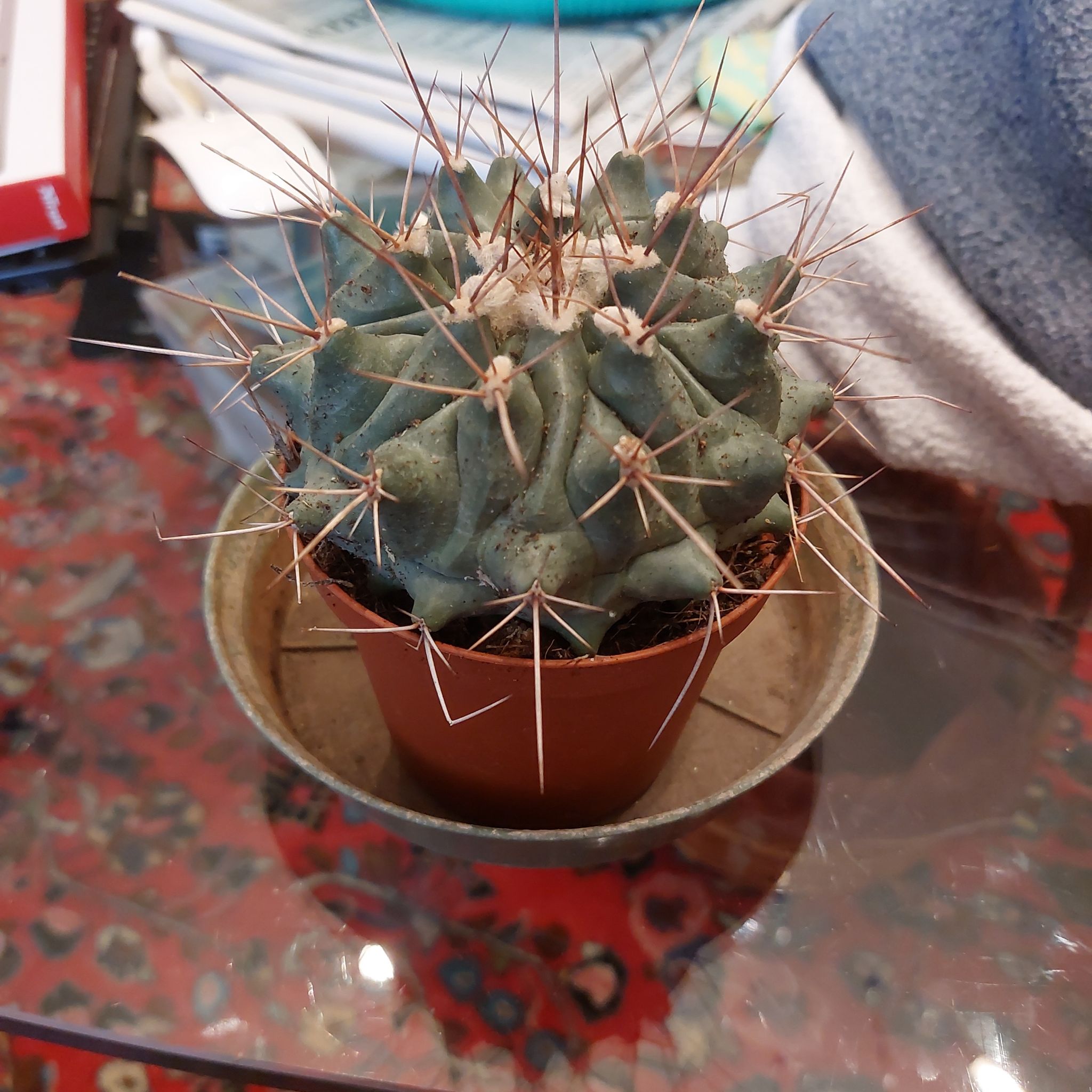 Photo of the plant species Thelocactus rinconensis by @ExecLantana named Rinco on Greg, the plant care app