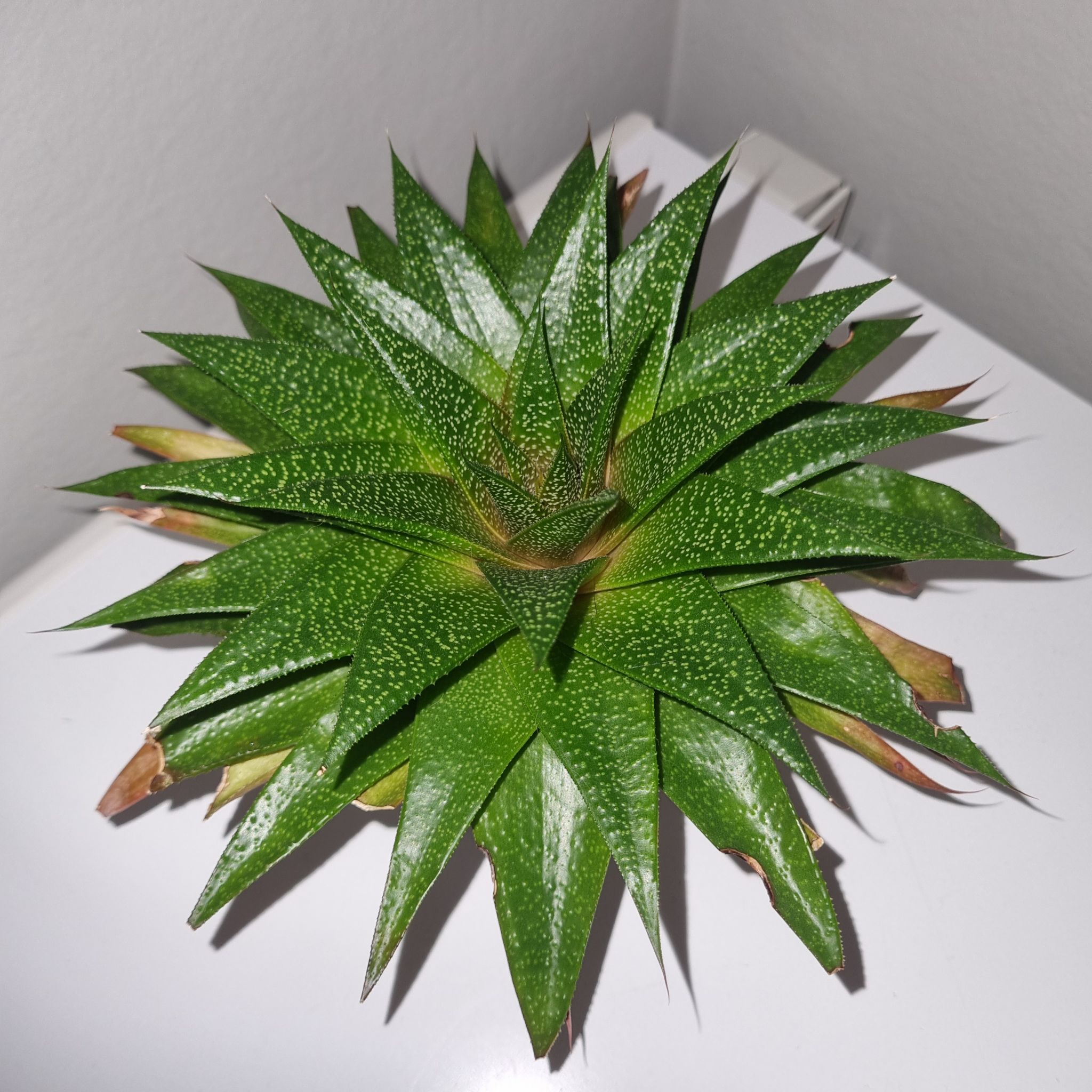 Ga. Spiky