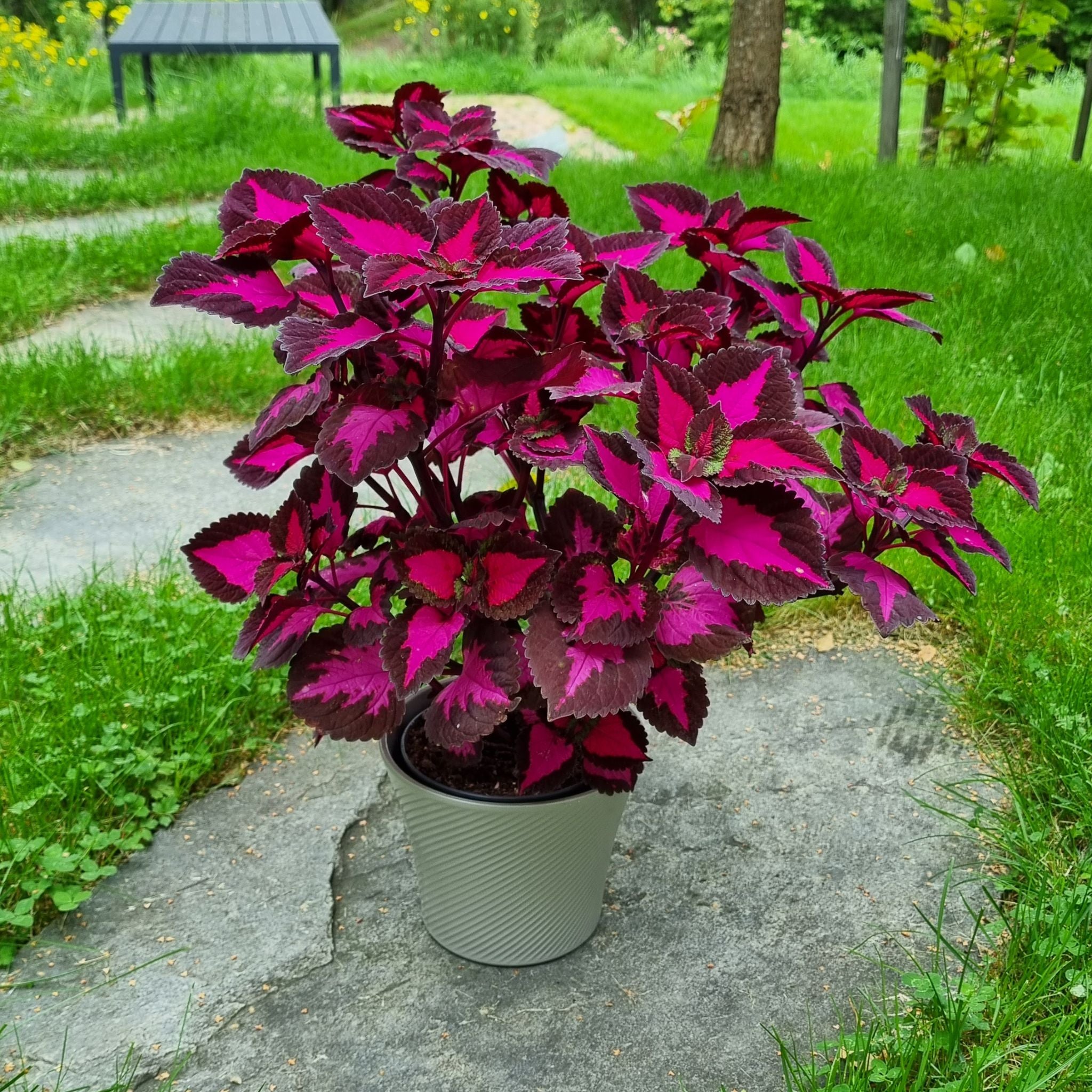 How Should Coleus Be Cut Back?