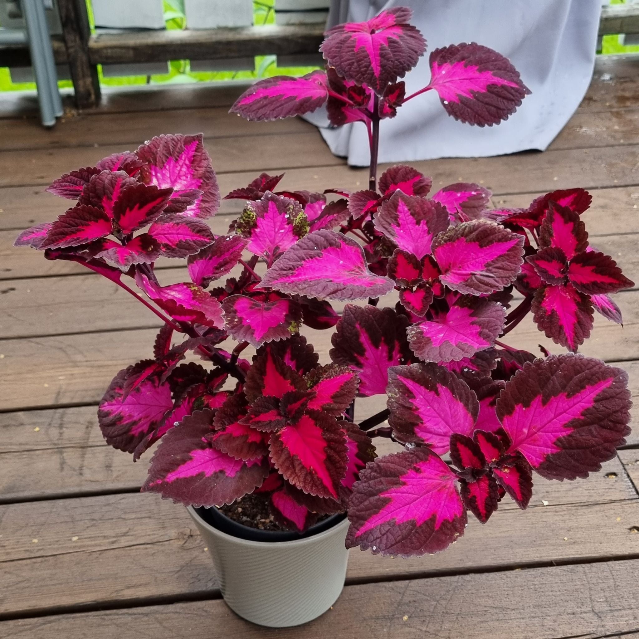 Coleus Plants Are Toxic To Dogs 🐶