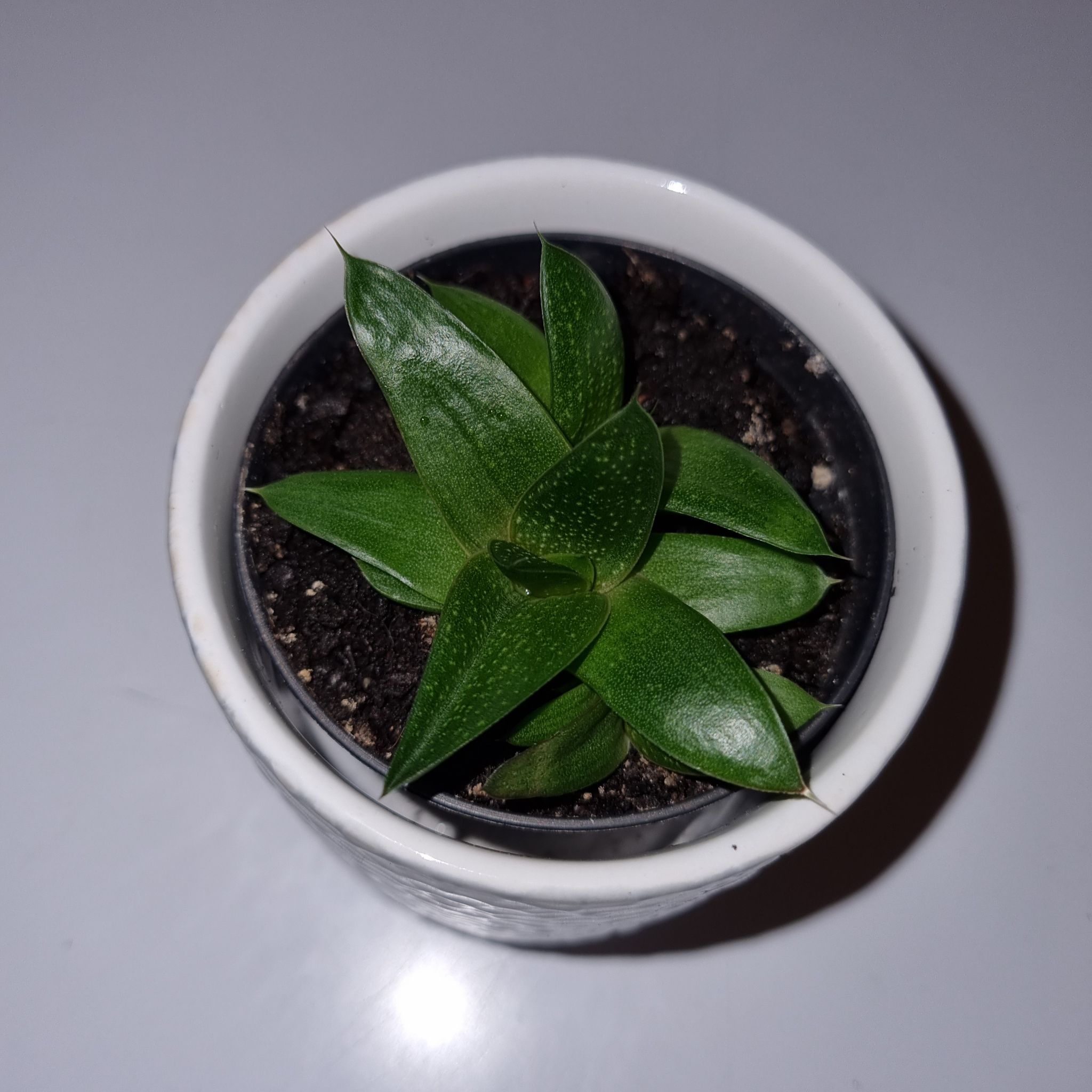 Gasteraloe 'Flow' plant in a small pot with visible soil, healthy green leaves.