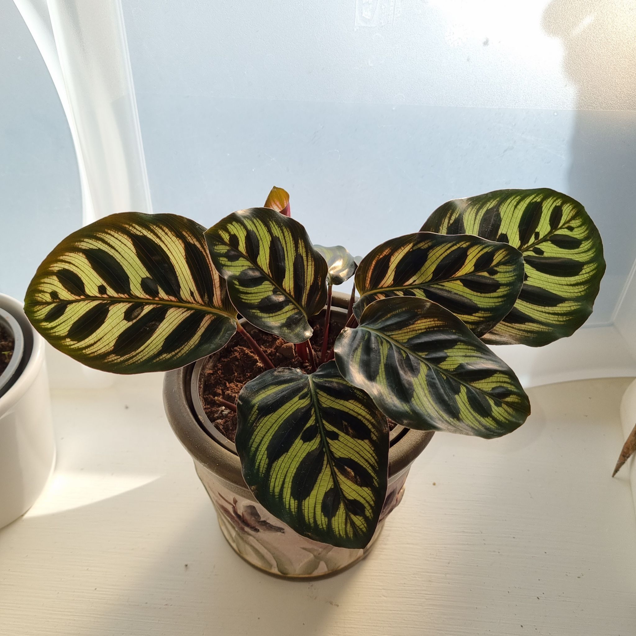 Cathedral Windows uploaded to the Greg plant app by @MockingJay