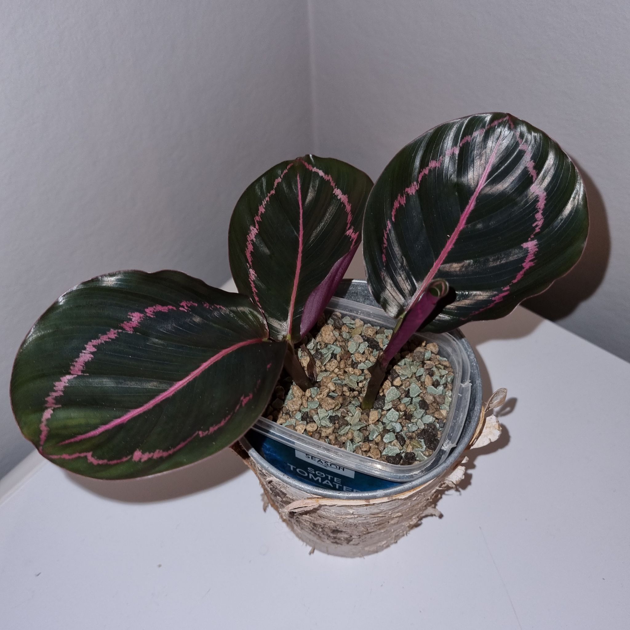 Prayer Plant Dottie with dark green leaves and pink veins in a small container with visible soil.