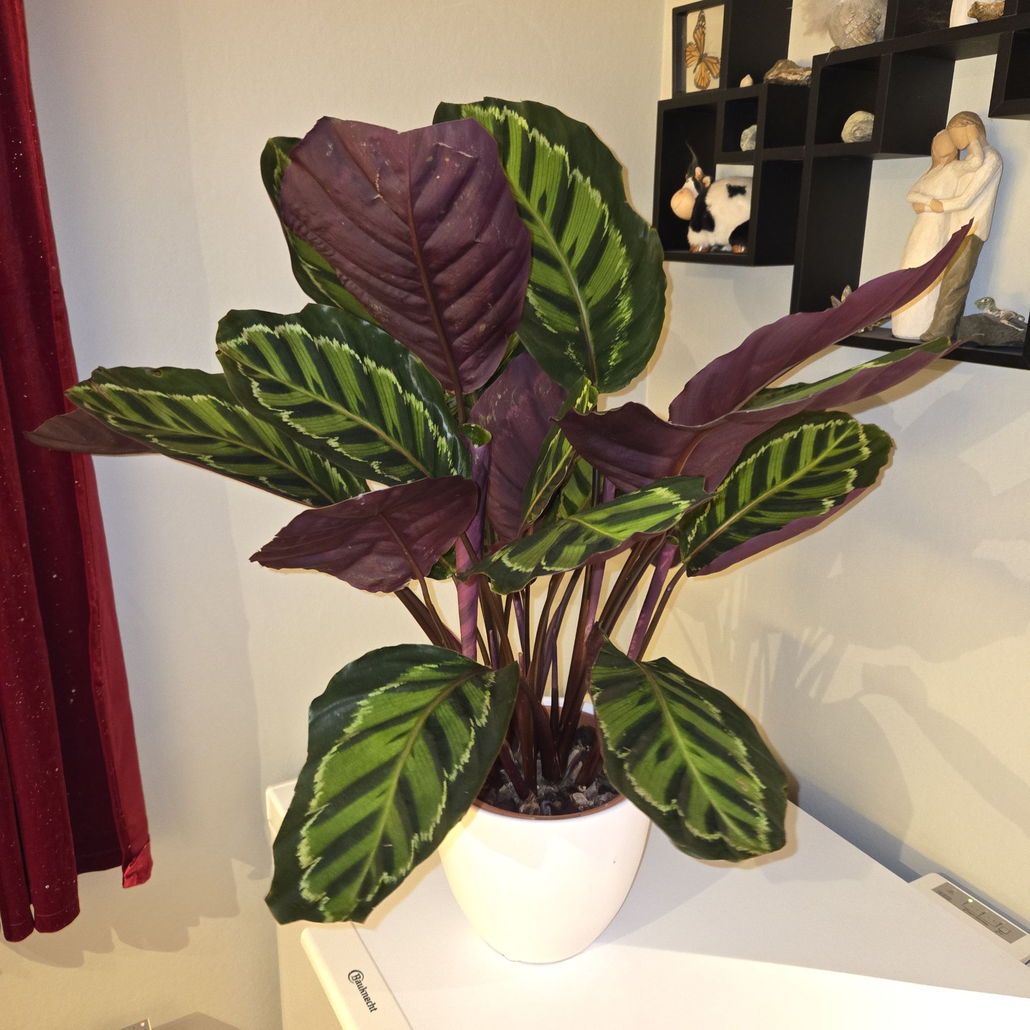 Photo of the plant species Calathea Illustris by @MockingJay named Go. Prim on Greg, the plant care app