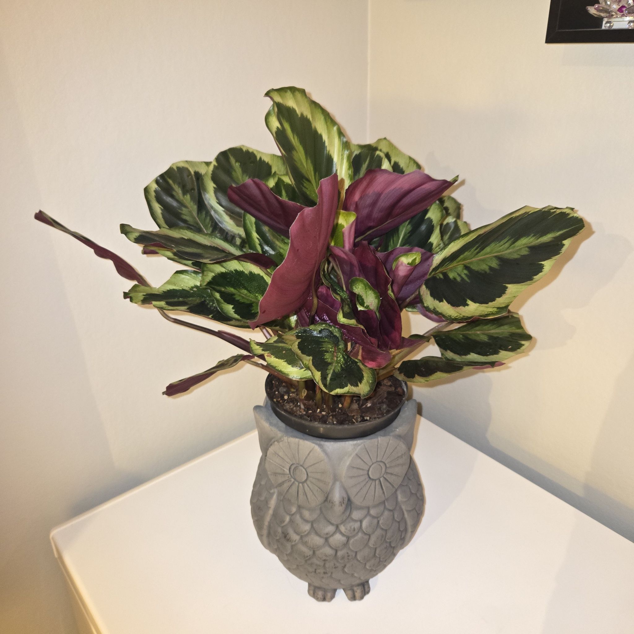 Photo of the plant species Prayer Plant by @MockingJay named Go. Marion on Greg, the plant care app