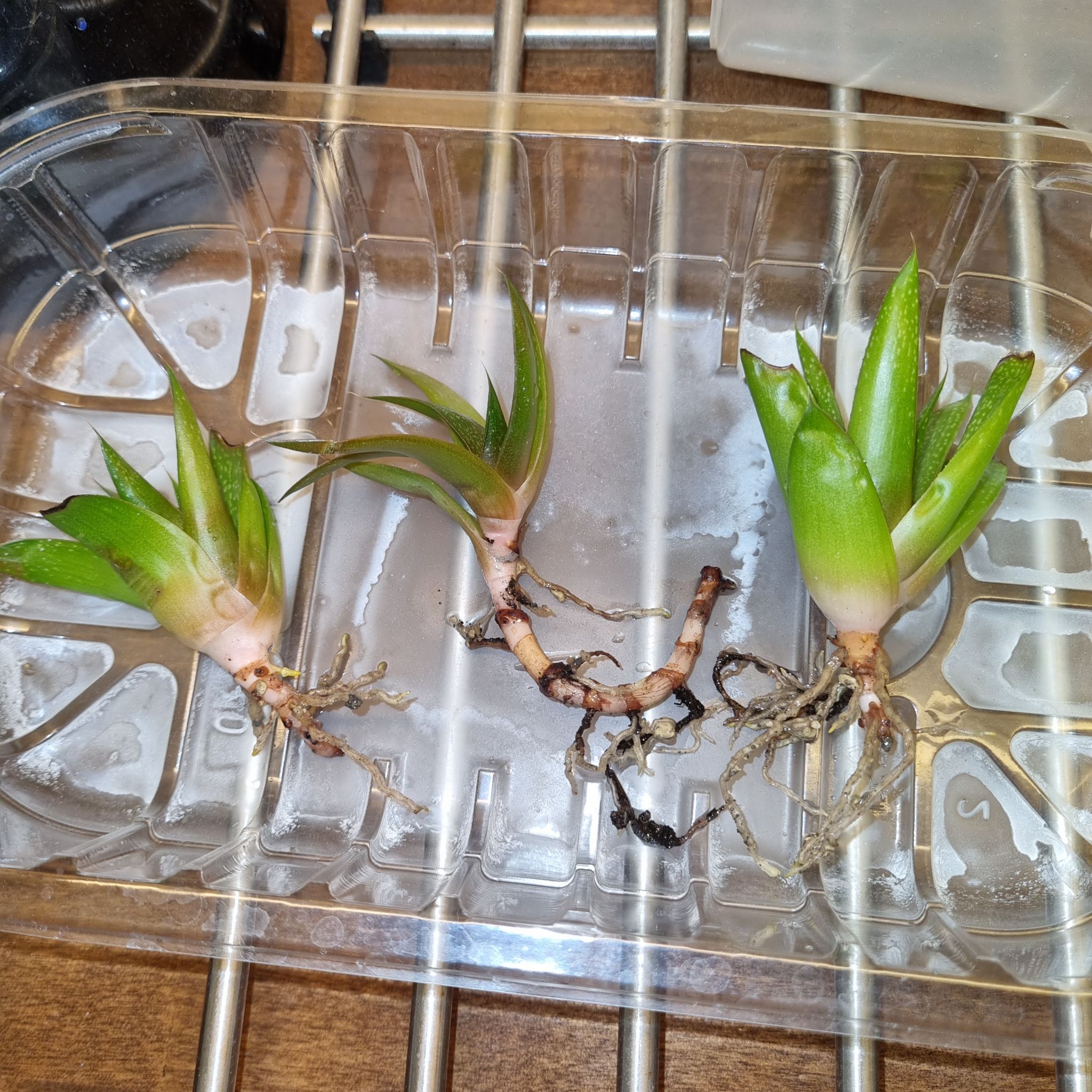 Three Gasteraloe 'Flow' plants with visible roots in a plastic container.