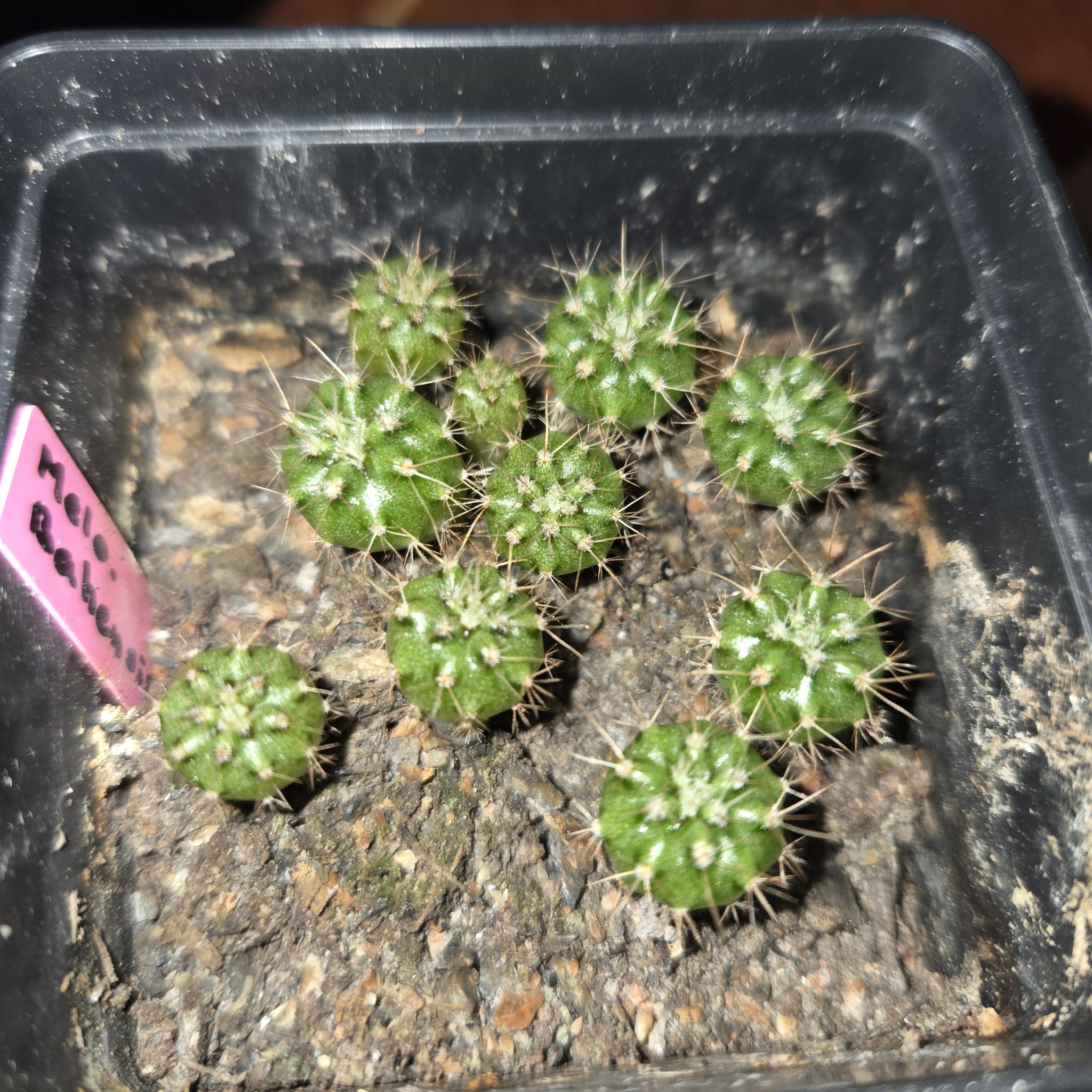 C. Baby Melon