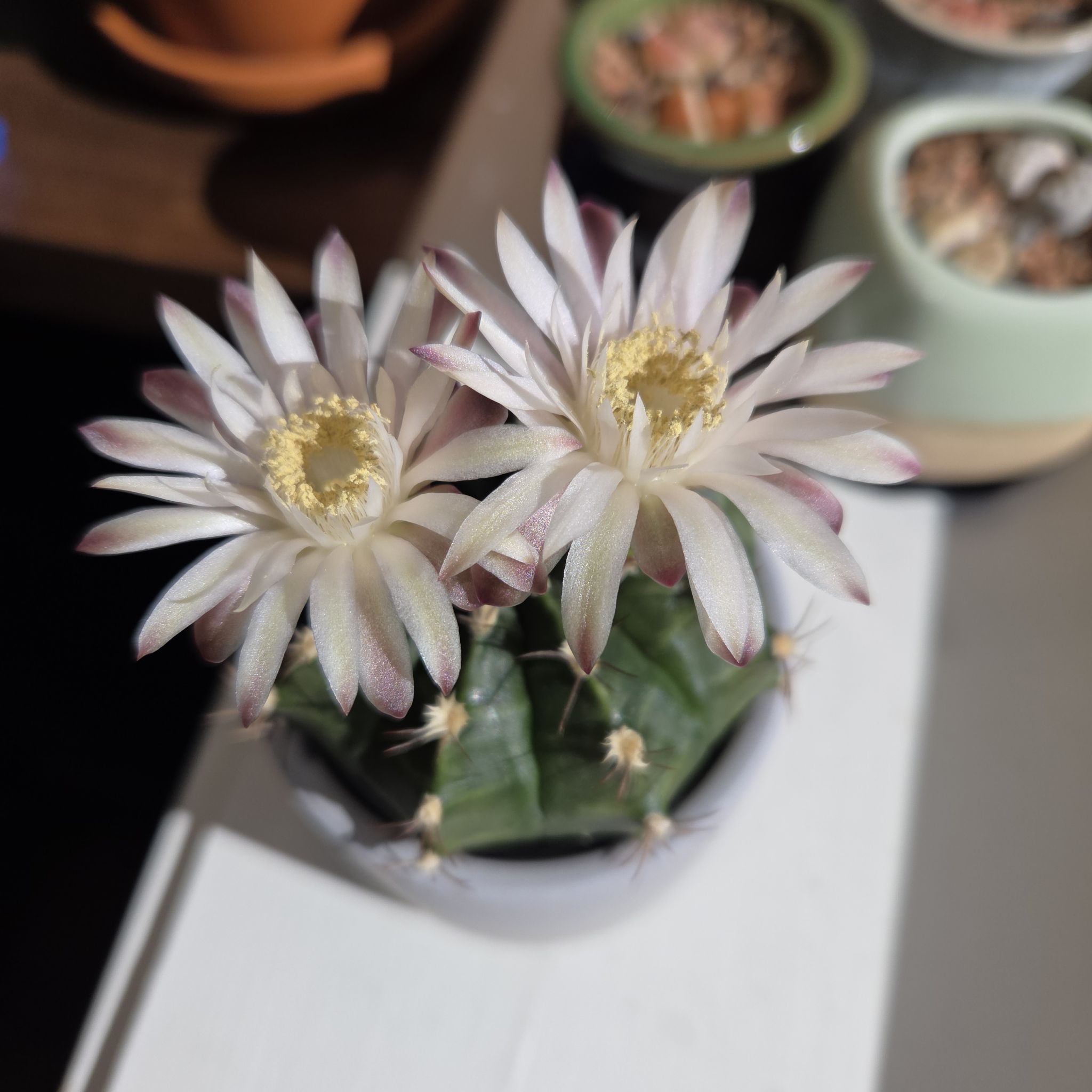 C. Bella