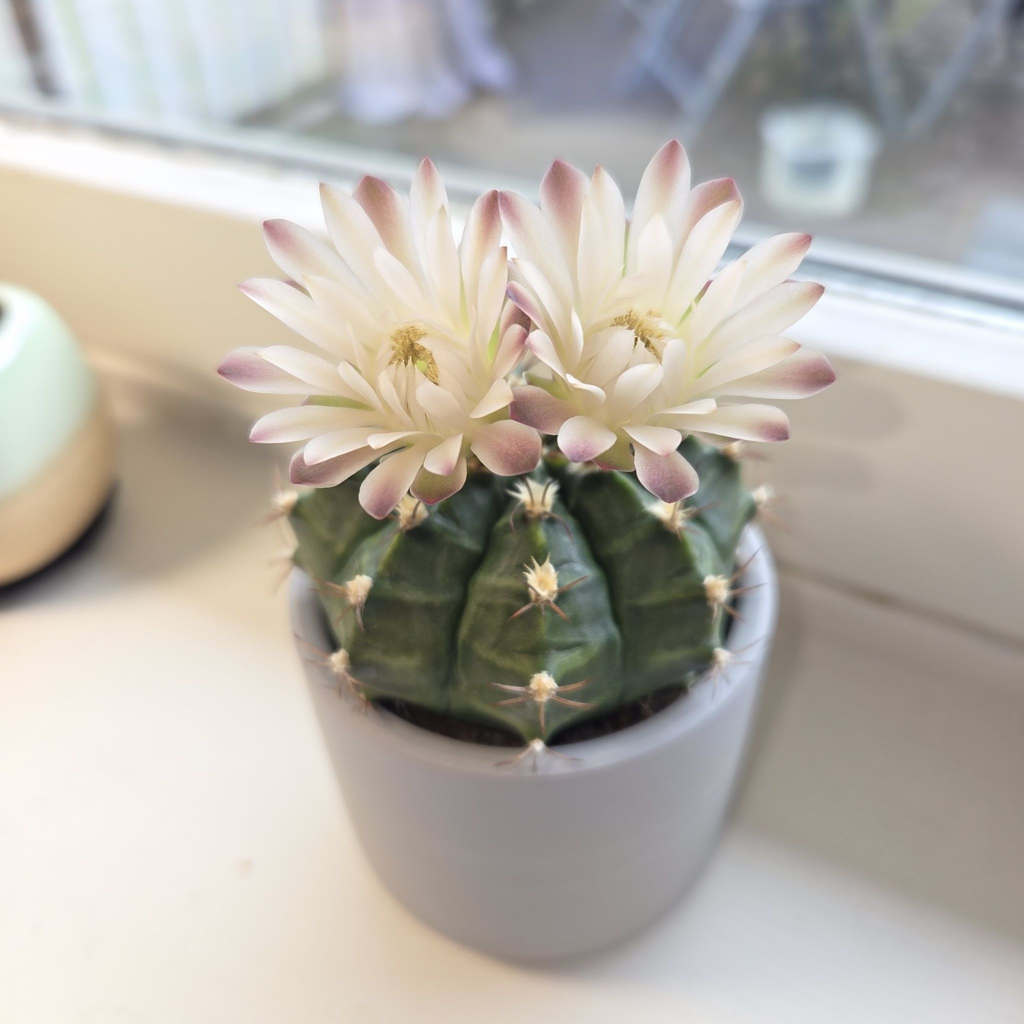 C. Bella