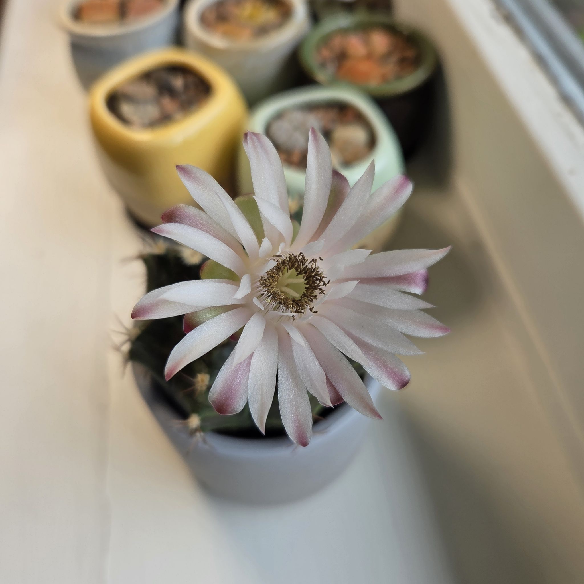 C. Bella