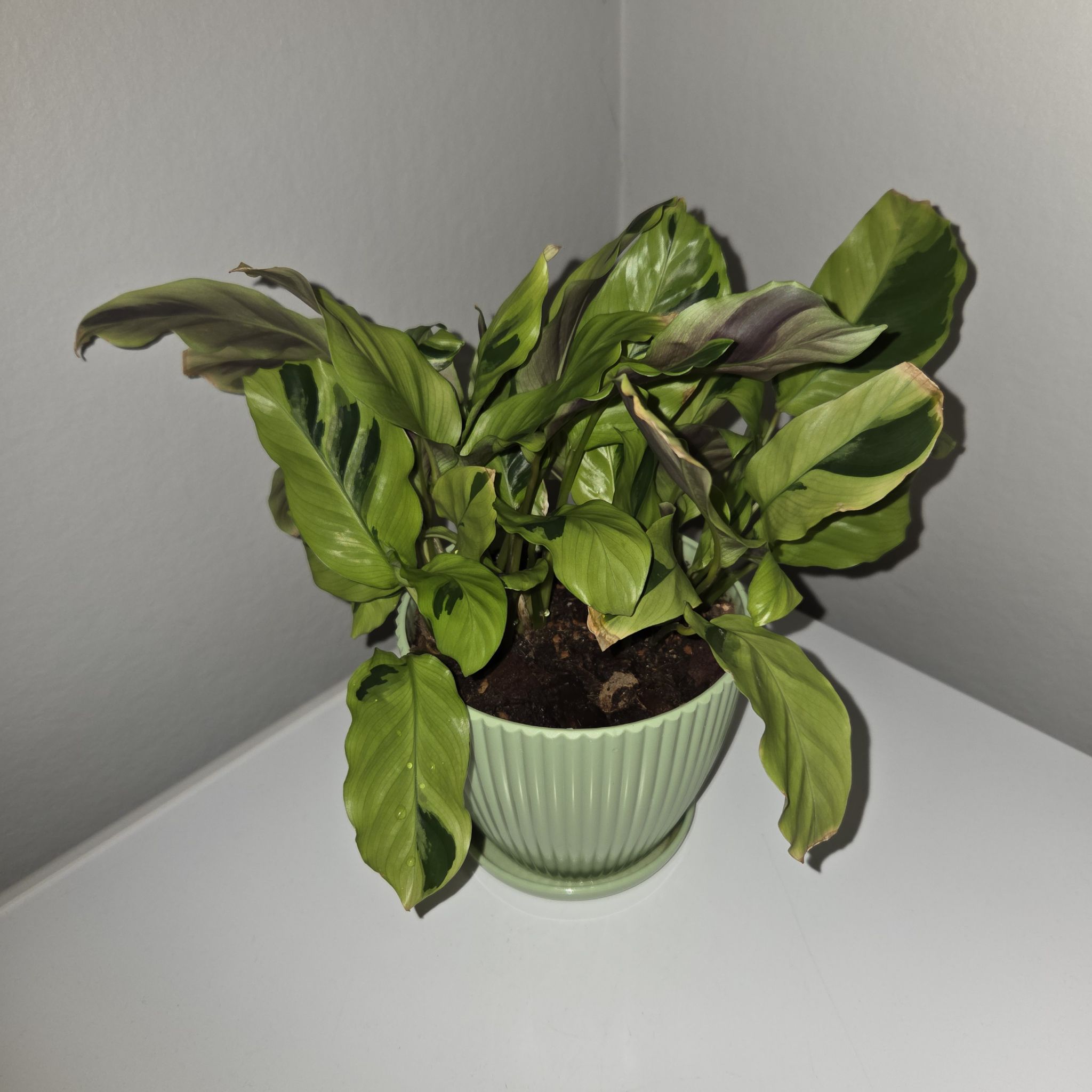 Photo of the plant species Calathea 'Yellow Fusion' by @MockingJay named Go. Jolteon on Greg, the plant care app