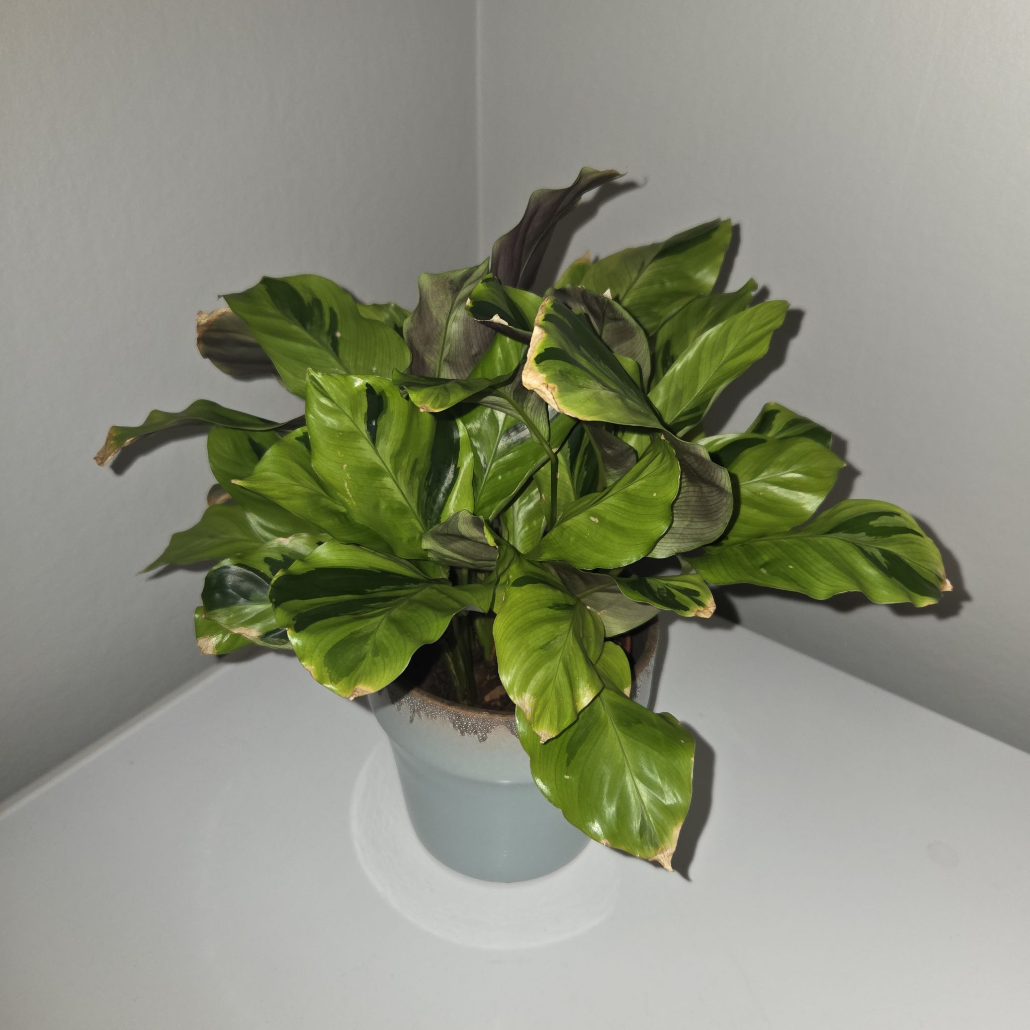 Photo of the plant species Calathea 'Yellow Fusion' by @MockingJay named Go. Alejandro on Greg, the plant care app