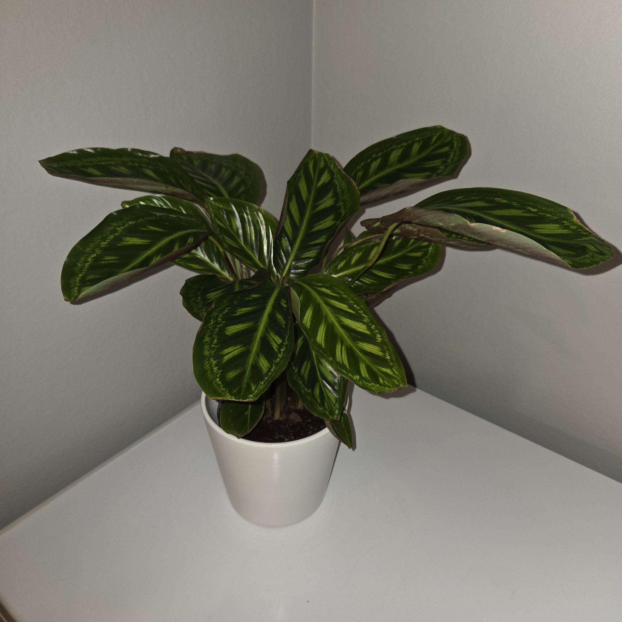 Photo of the plant species Calathea 'Flamestar' by @MockingJay named Go. Flareon on Greg, the plant care app