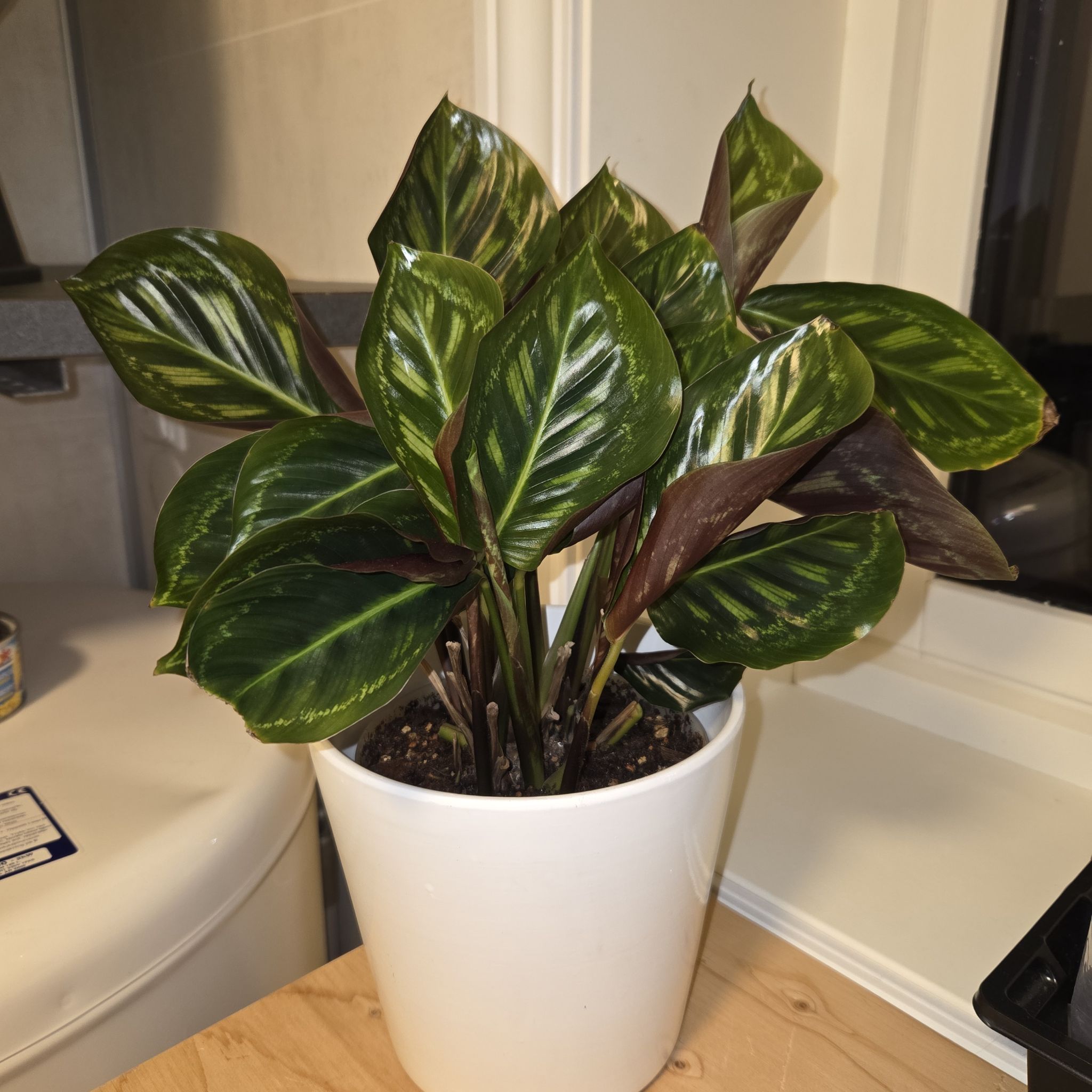 Photo of the plant species Calathea 'Flamestar' by @MockingJay named Go. Flareon on Greg, the plant care app