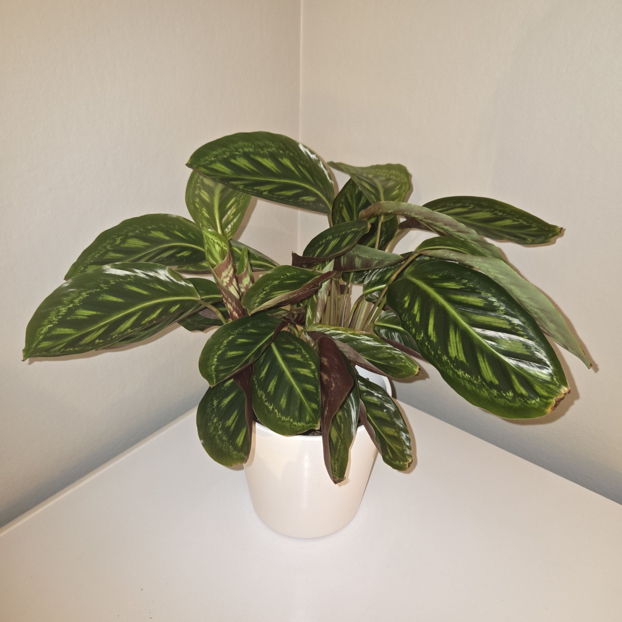 Photo of the plant species Calathea 'Flamestar' by @MockingJay named Go. Flareon on Greg, the plant care app