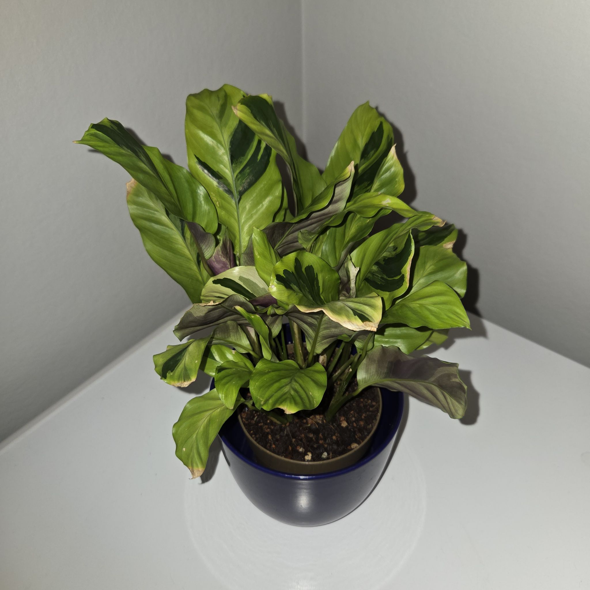 Photo of the plant species Calathea 'Yellow Fusion' by @MockingJay named Go. Blue on Greg, the plant care app