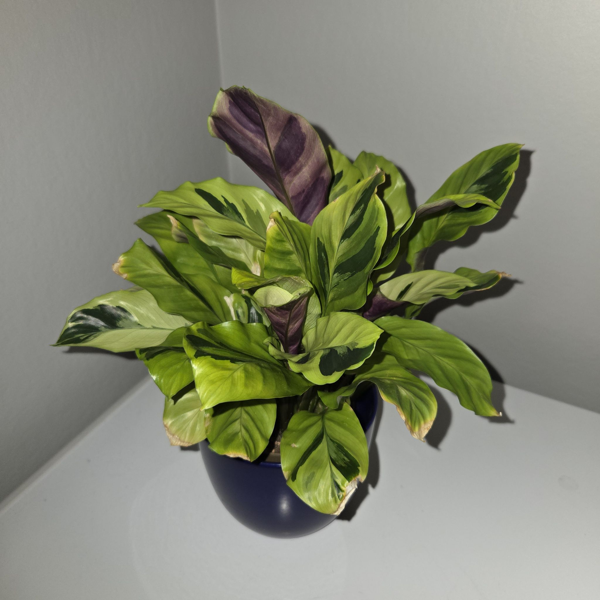 Photo of the plant species Calathea 'Yellow Fusion' by @MockingJay named Go. Blue on Greg, the plant care app