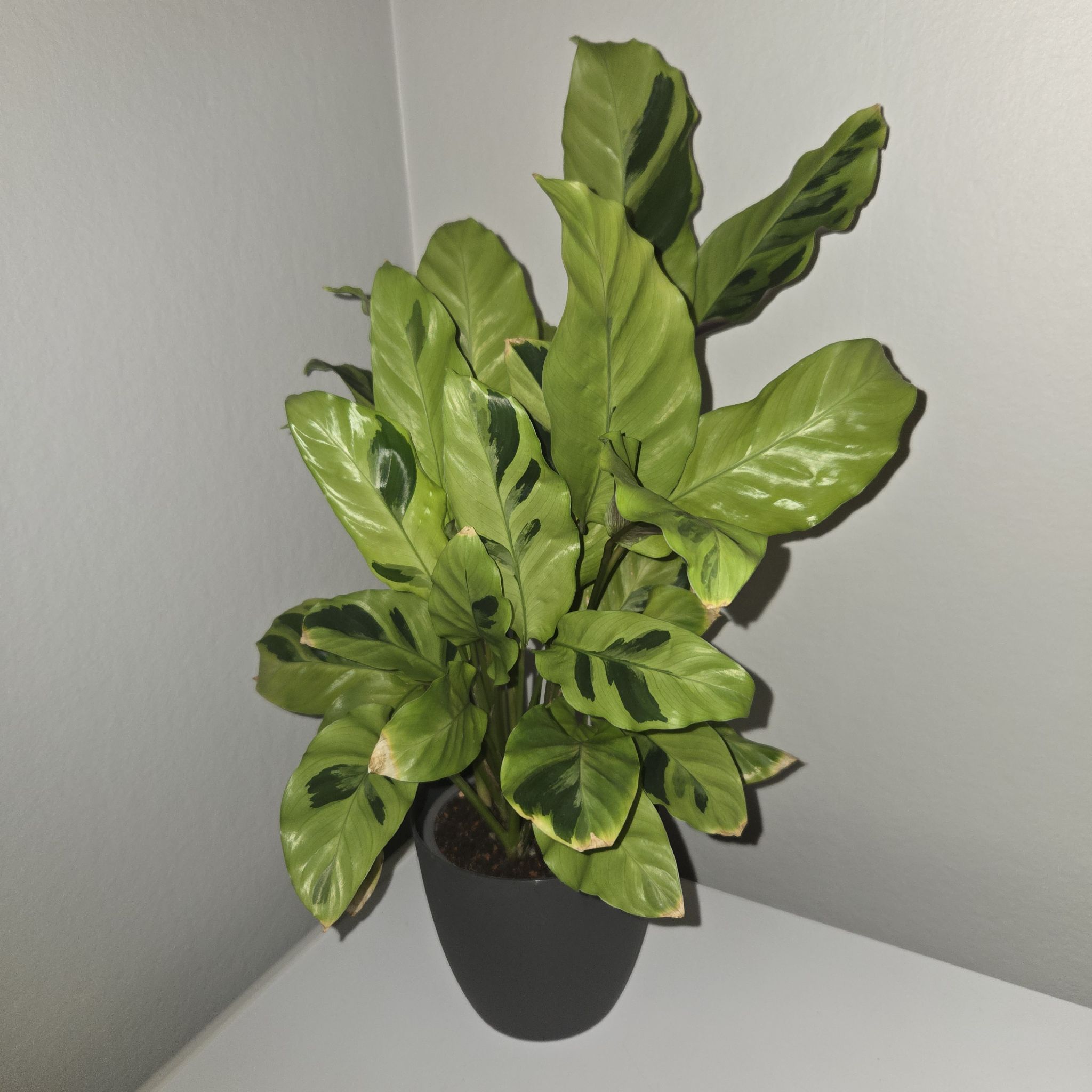 Photo of the plant species Calathea 'Yellow Fusion' by @MockingJay named Go. Blue on Greg, the plant care app