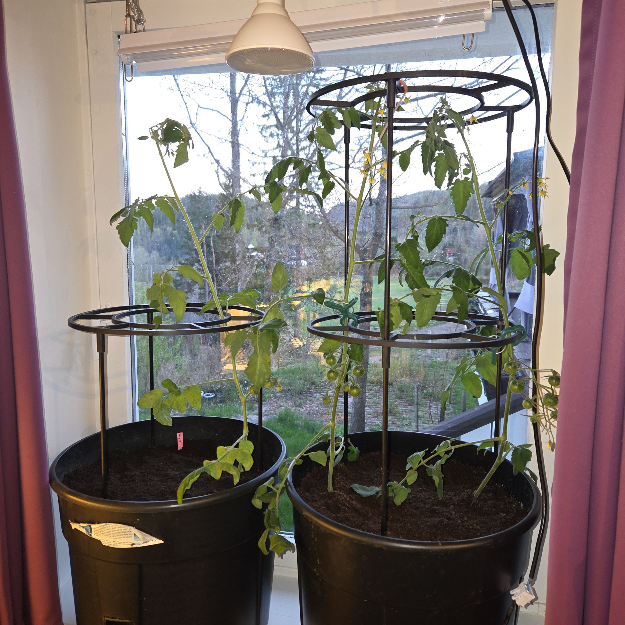 Photo of the plant species Tomato 'Sungold' by @MockingJay named T. Sungold on Greg, the plant care app