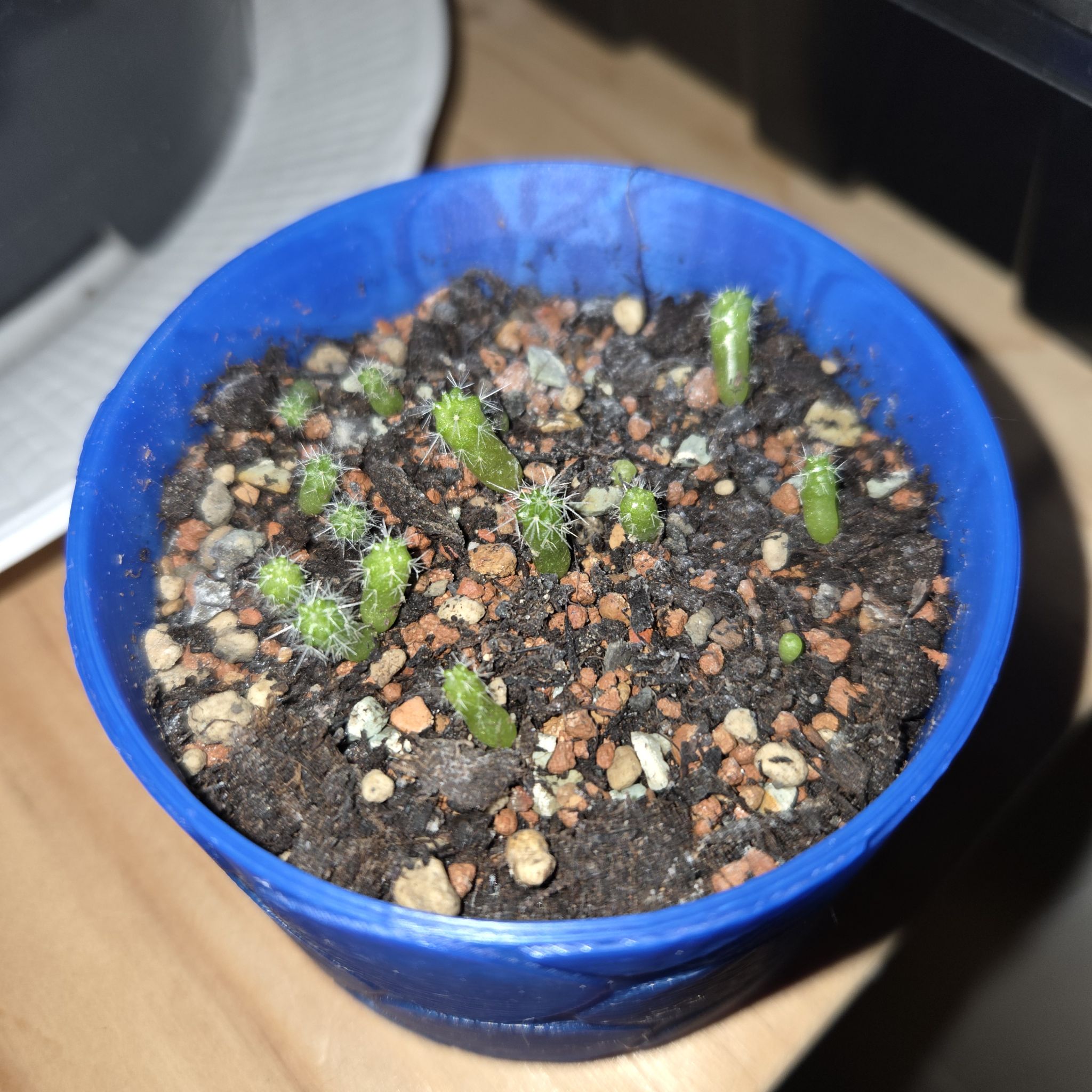 Photo of the plant species Mammilaria marksiana by @MockingJay named C. Mammillaria on Greg, the plant care app