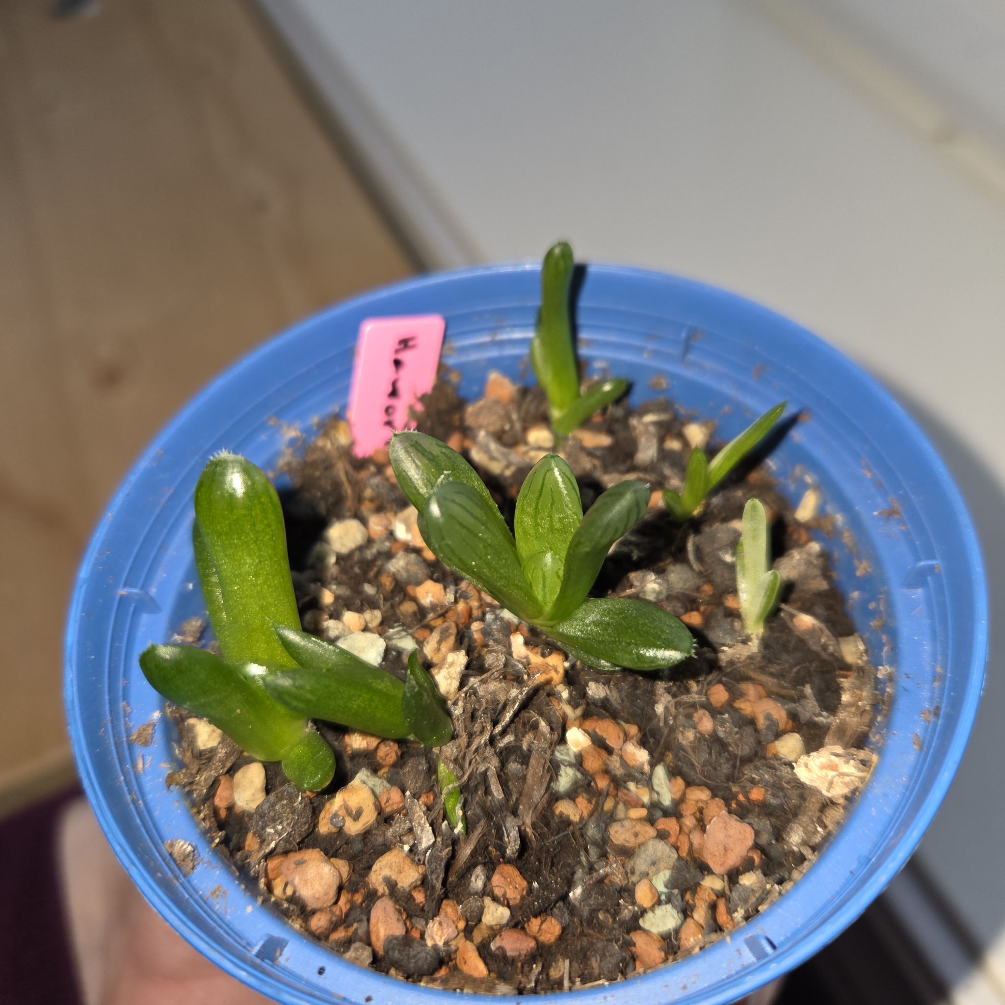 Photo of the plant species Variegated Haworthia Cooperi by @MockingJay named As. Haworthia var. Cooperi on Greg, the plant care app