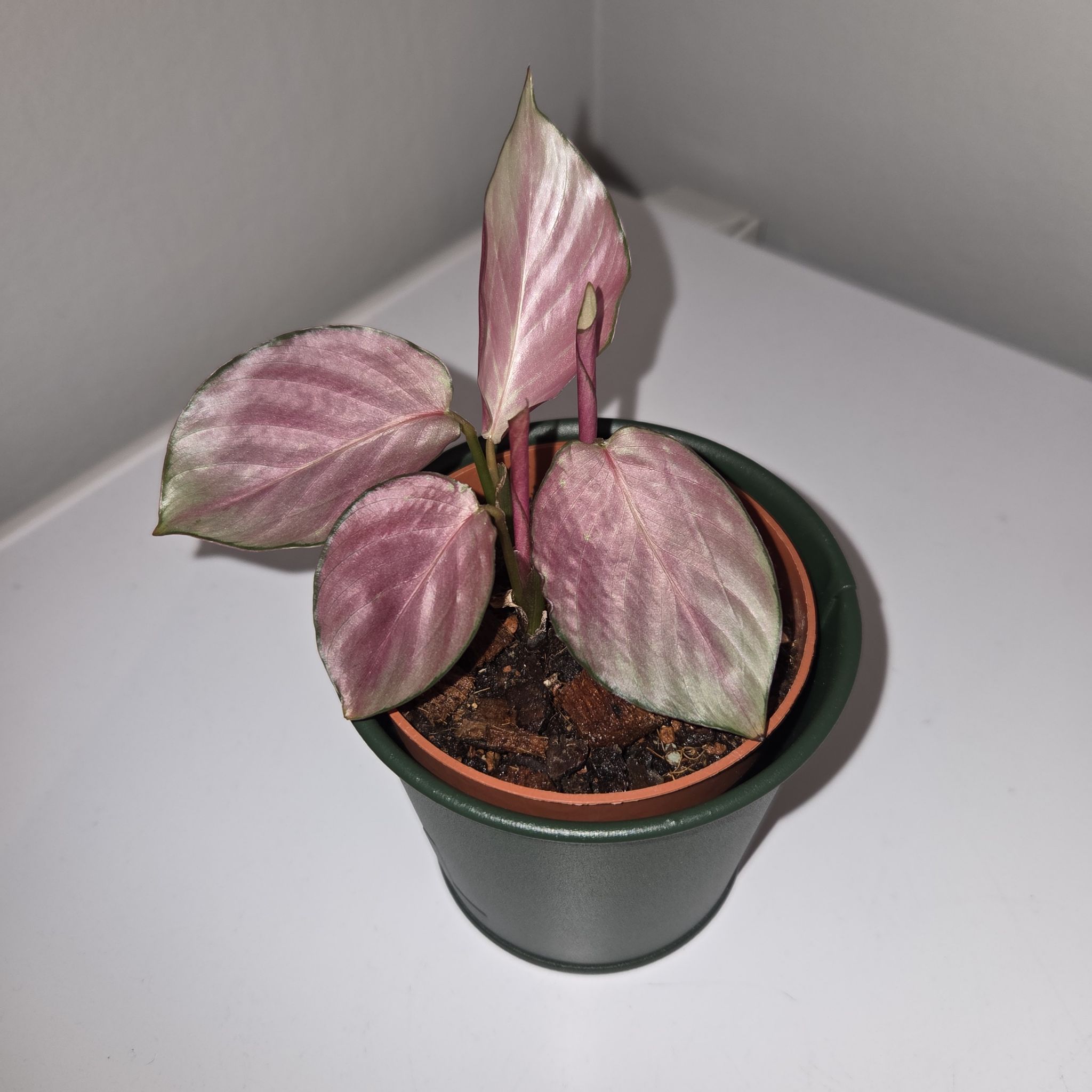 Photo of the plant species Manoa Blush by @MockingJay named Go. Rosalie on Greg, the plant care app